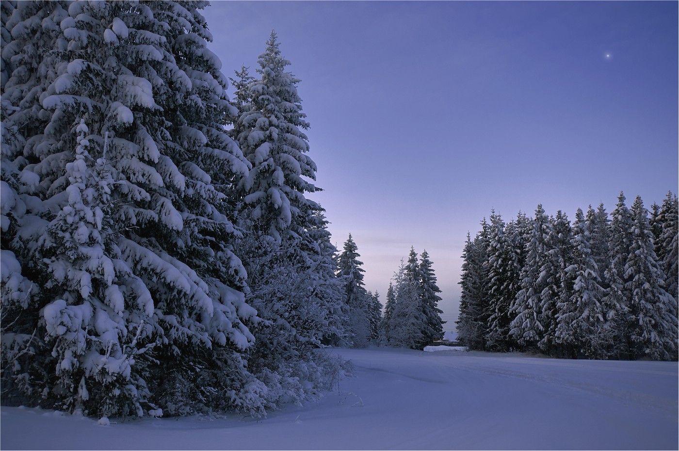 зима, лес, мороз, ели, снег, утро, лыжи, Петров Игорь