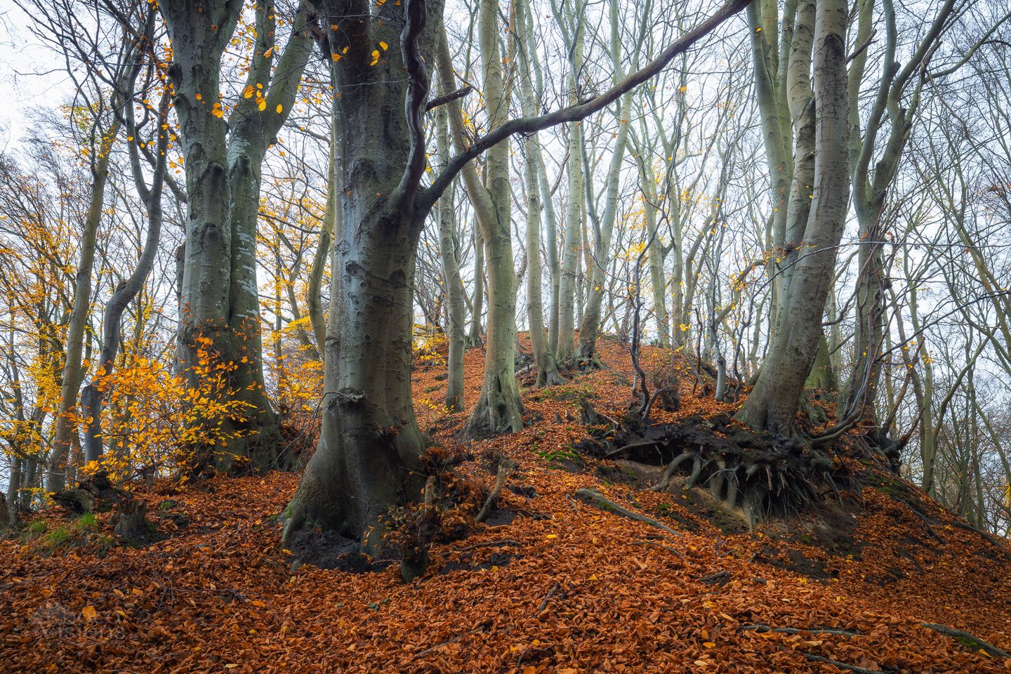 beech,trees,forest,autumn,landscape,nature,, Photo Visions