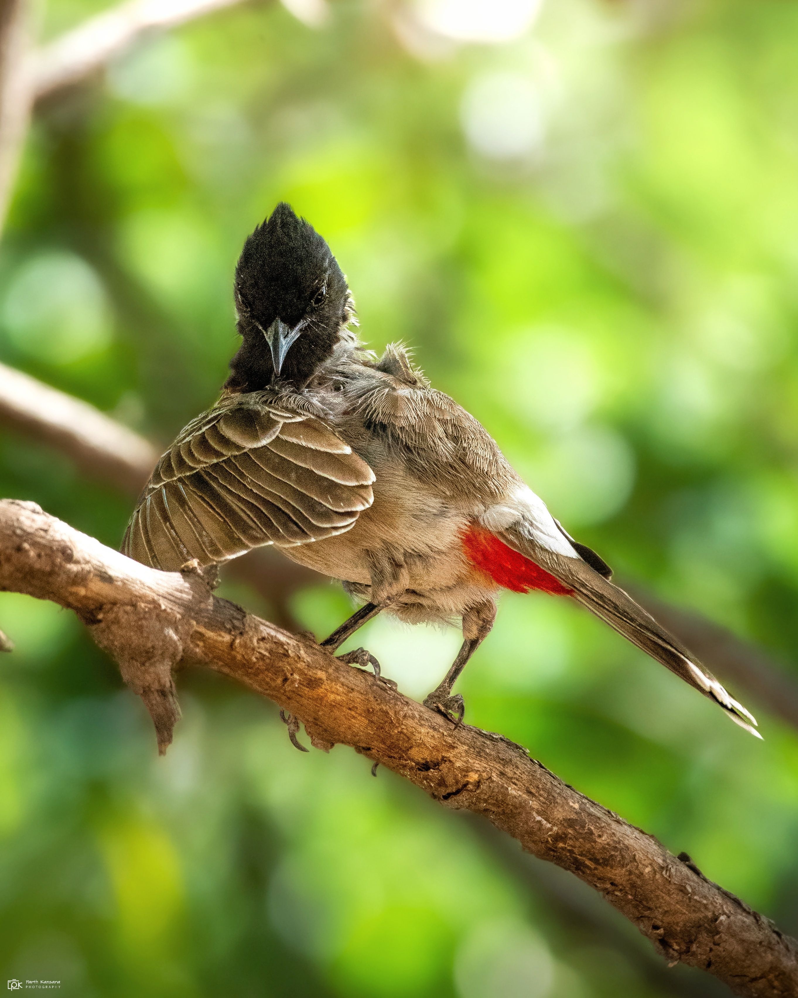 red-vented bulbul, pycnonotus cafer, grk, greater rann of kutch, nature, 35awards, 35photo, wildlife, birds, birds of india, parth kansara, parth kansara wildlife, indian wildlife, photo, photography, kutch, birds of kutch, nakhatrana, kutch wildlife,, kansara parth