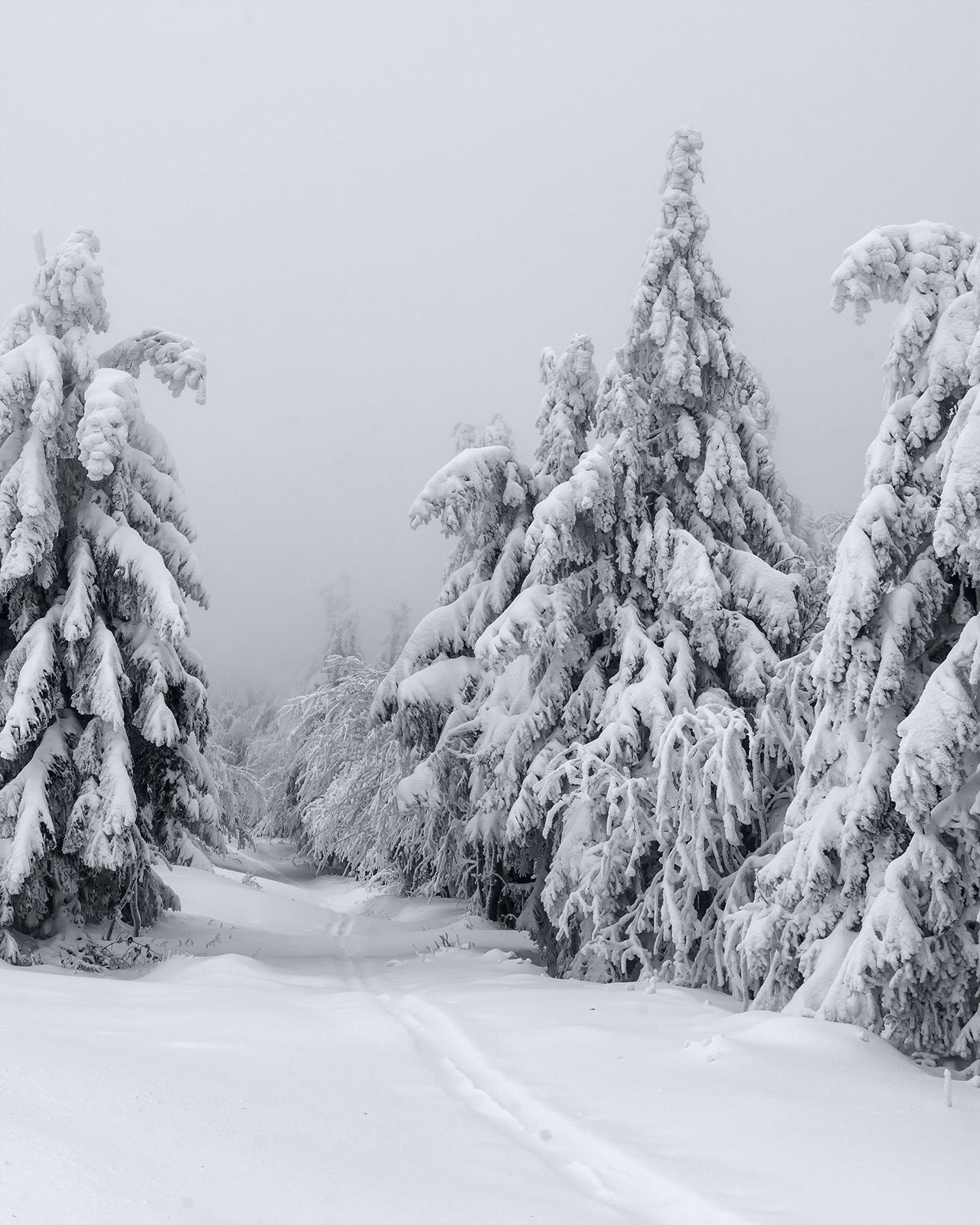 winter, snow, cold, snowing, ice, wintertime, forest, woods, trees, tree, hiking, wood, outdoors, cz, czechrepublic, europe, valassko, beskydy, sigma, nikon, art, white, landscape, blue, clouds, nature, christmas, beauty, scenery, bluehour, outside, xmas, Овчинников Дмитрий