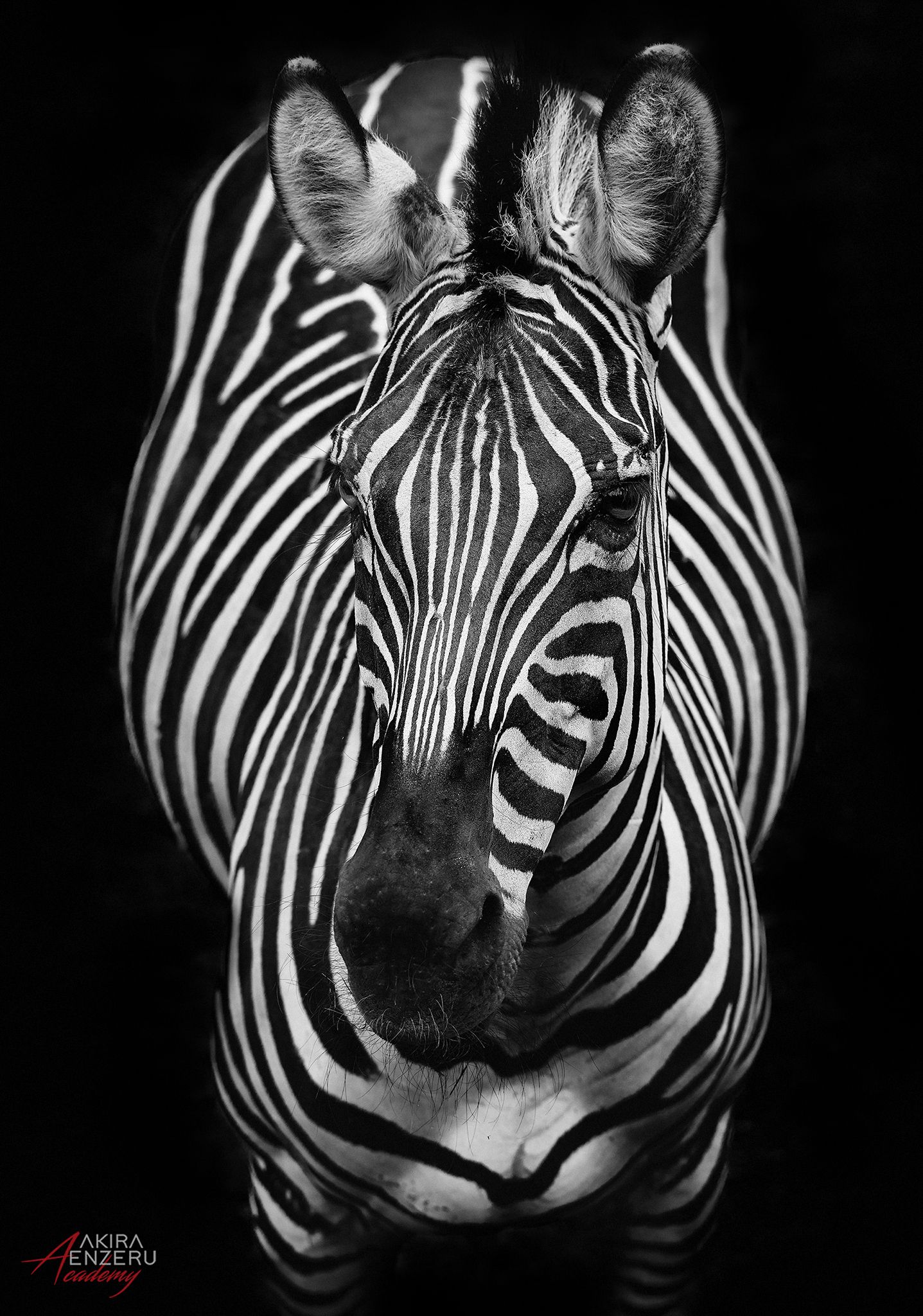 зебры zebra, Akira Enzeru