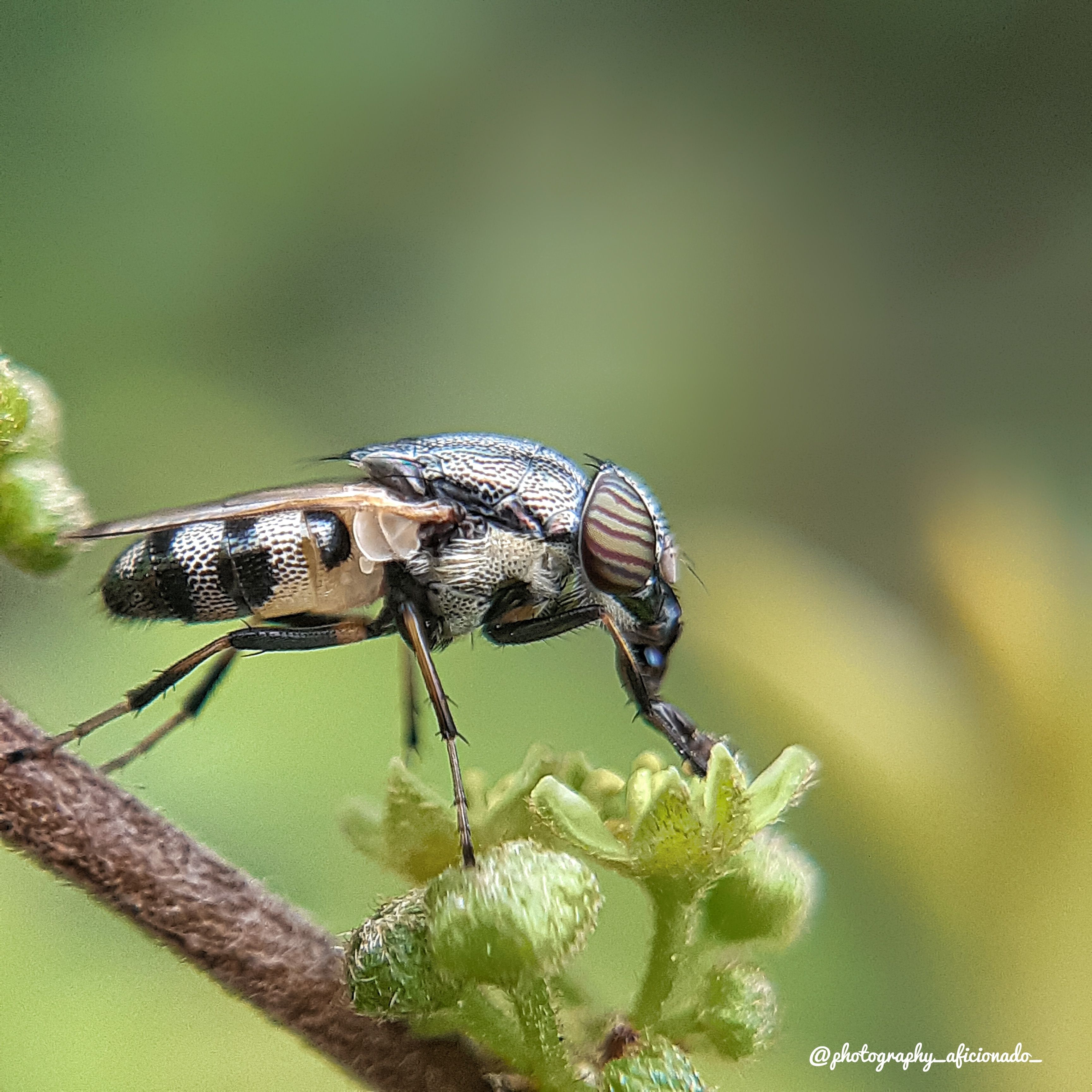 Macro , Dillibaskar