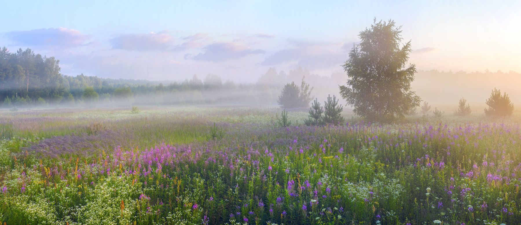 утро рассвет поле туман август разнотравье, Дмитрий Алексеев