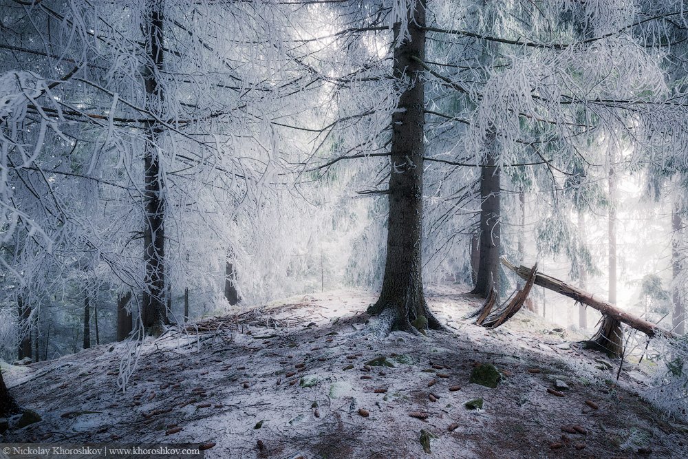 #Carpathian, #forest, #Ukraine, #Карпаты, #лес, #Украина, Николай Хорошков