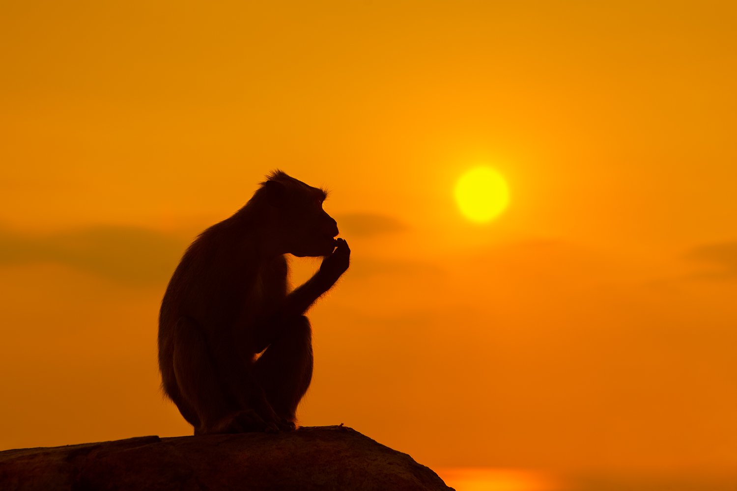 monkey,sunset,sun,animal,asia,thailand, Mindaugas Navickas