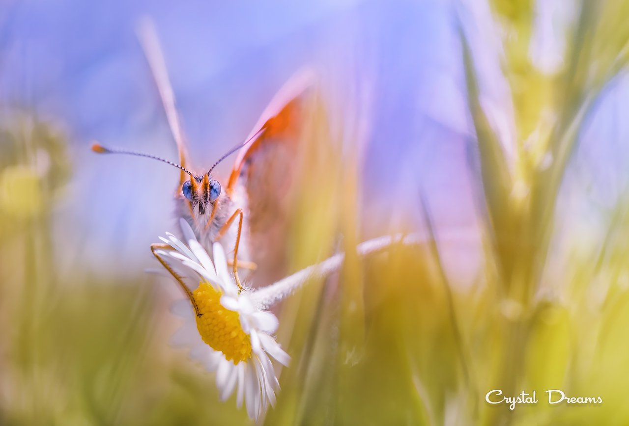 Butterfly, Color, Crystal Dreams, Flowers, Grass, Macro, Nature, Pure, Summer, Татьяна Крылова