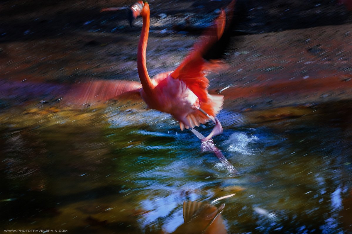 Animal, Animals, Dance, Flamingo, Танец, Фламинго, Mila Belyaeva