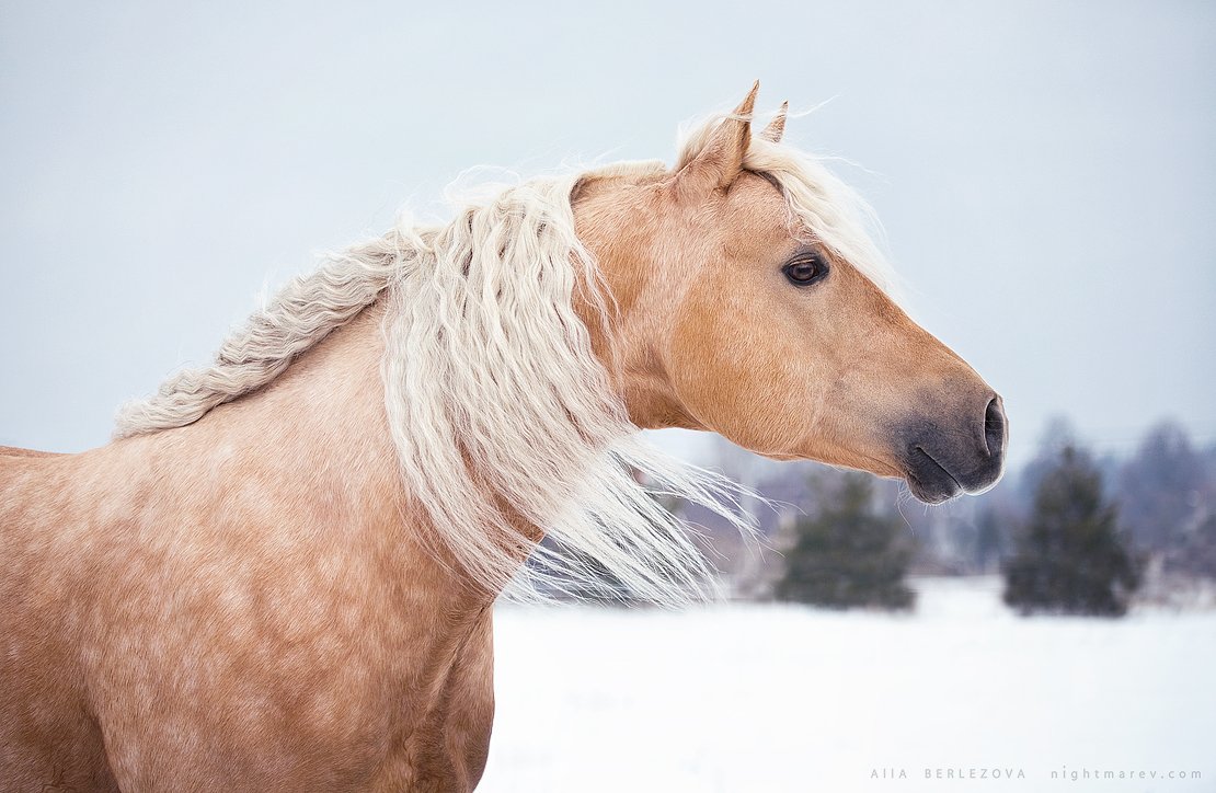 American quarter horse, Long, Mane, Winter, Лошадь, Alla
