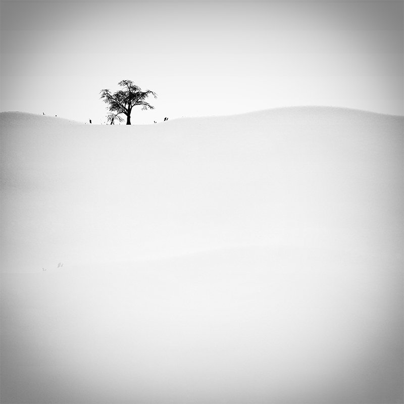 snow, minimal, fine art, milad safabakhsh, photography, black and white, tree,, milad safabakhsh