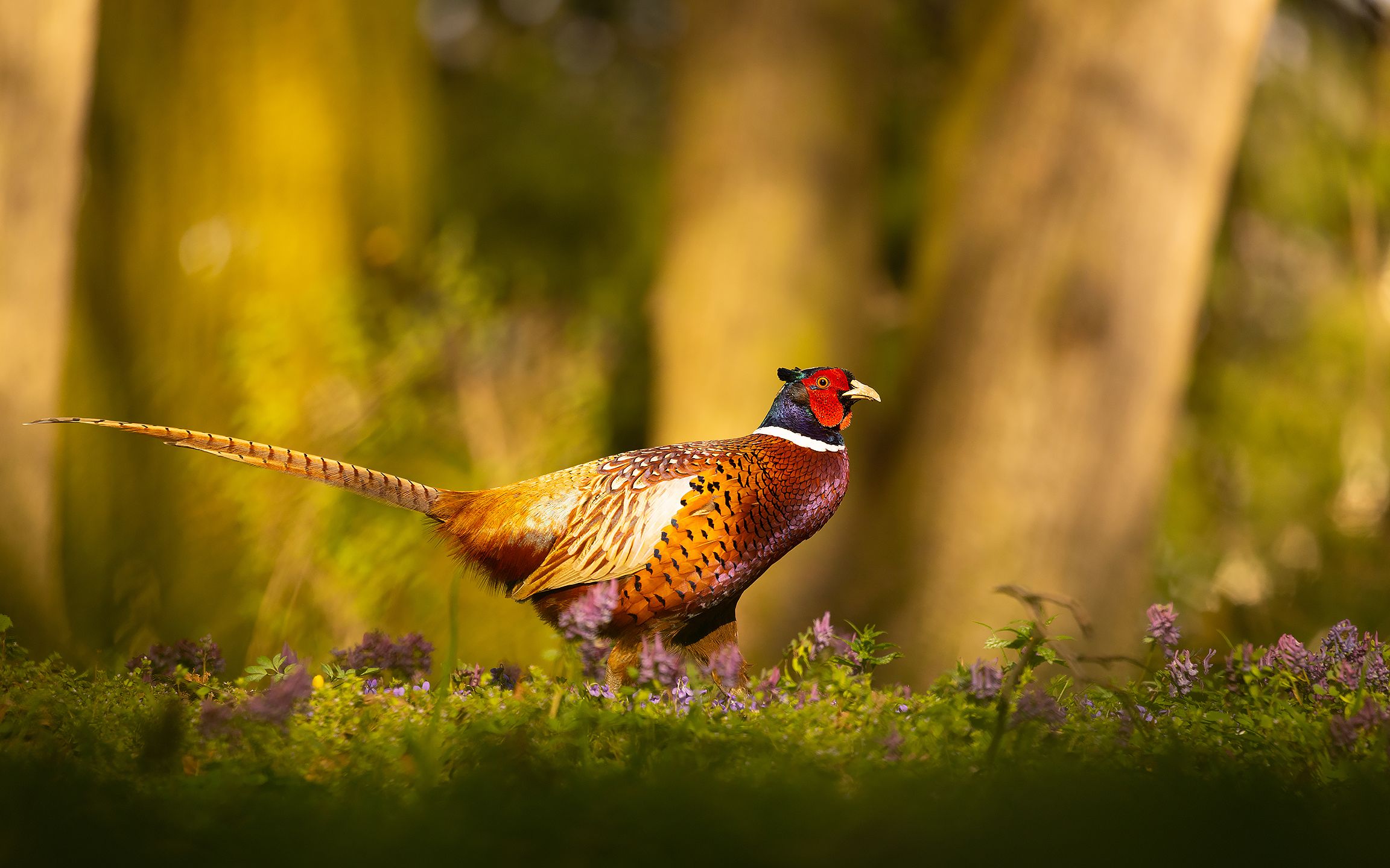 , Robert Adamec