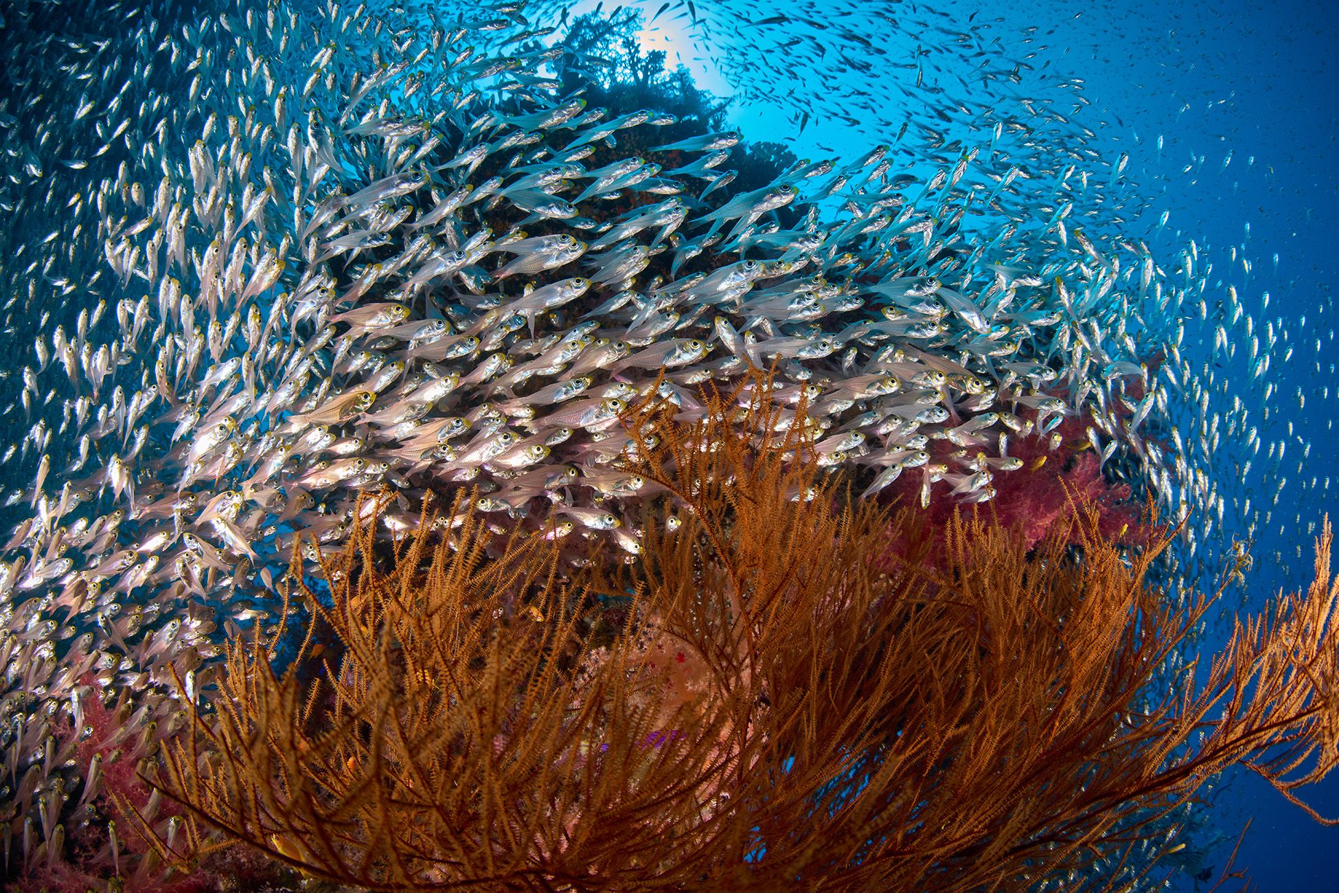 подводная фотосъемка, коралловый риф, рыбы, тропические рыбки, дайвинг, море, стекляшки, PAVEL PEREPECHAEV