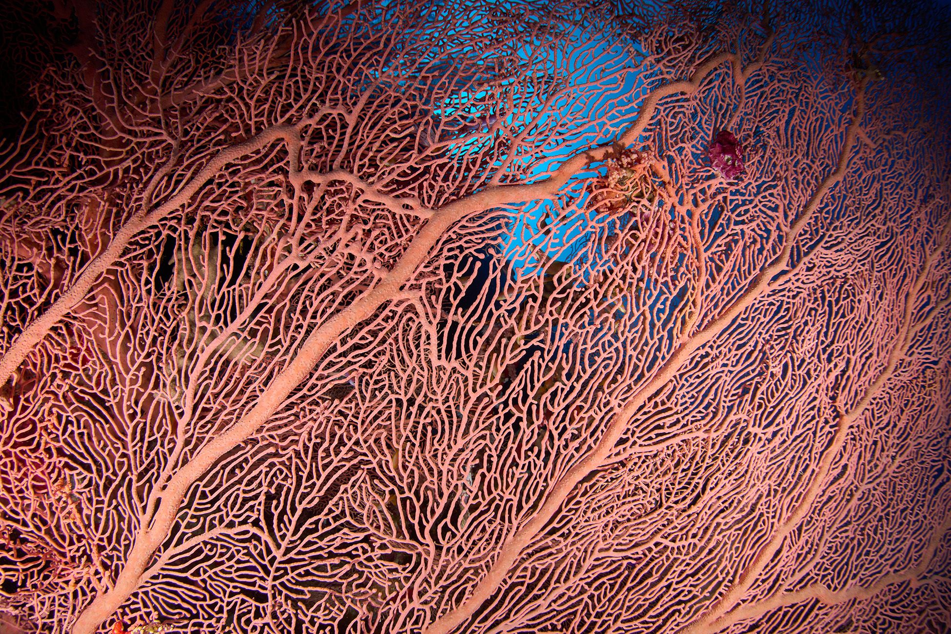 кораллы, коралловый риф, море, дайвинг, подводная фотосъемка, горгонария, PAVEL PEREPECHAEV