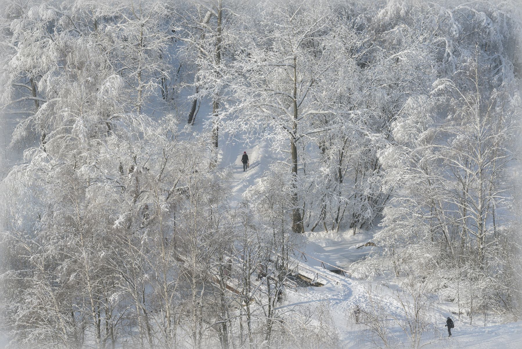 зима, иней, деревья, мостик, снег, Сергей Аникин