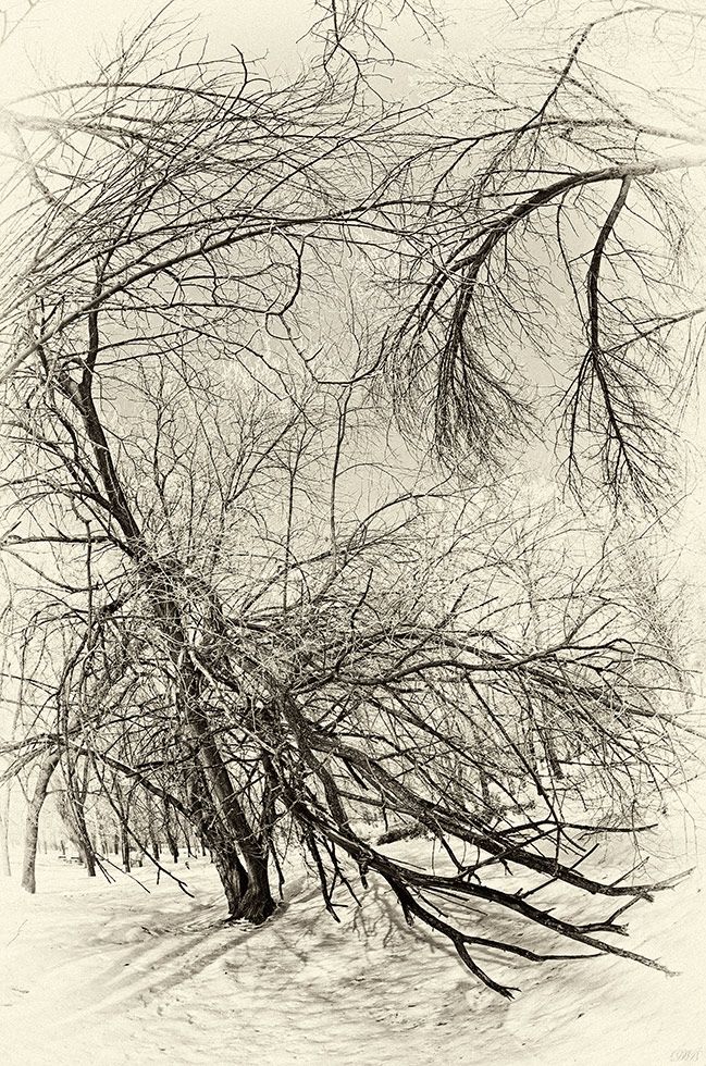 black, black and white, impression, landscape, nature, photography, tree, trees, white, winter,, Dr Didi Baev