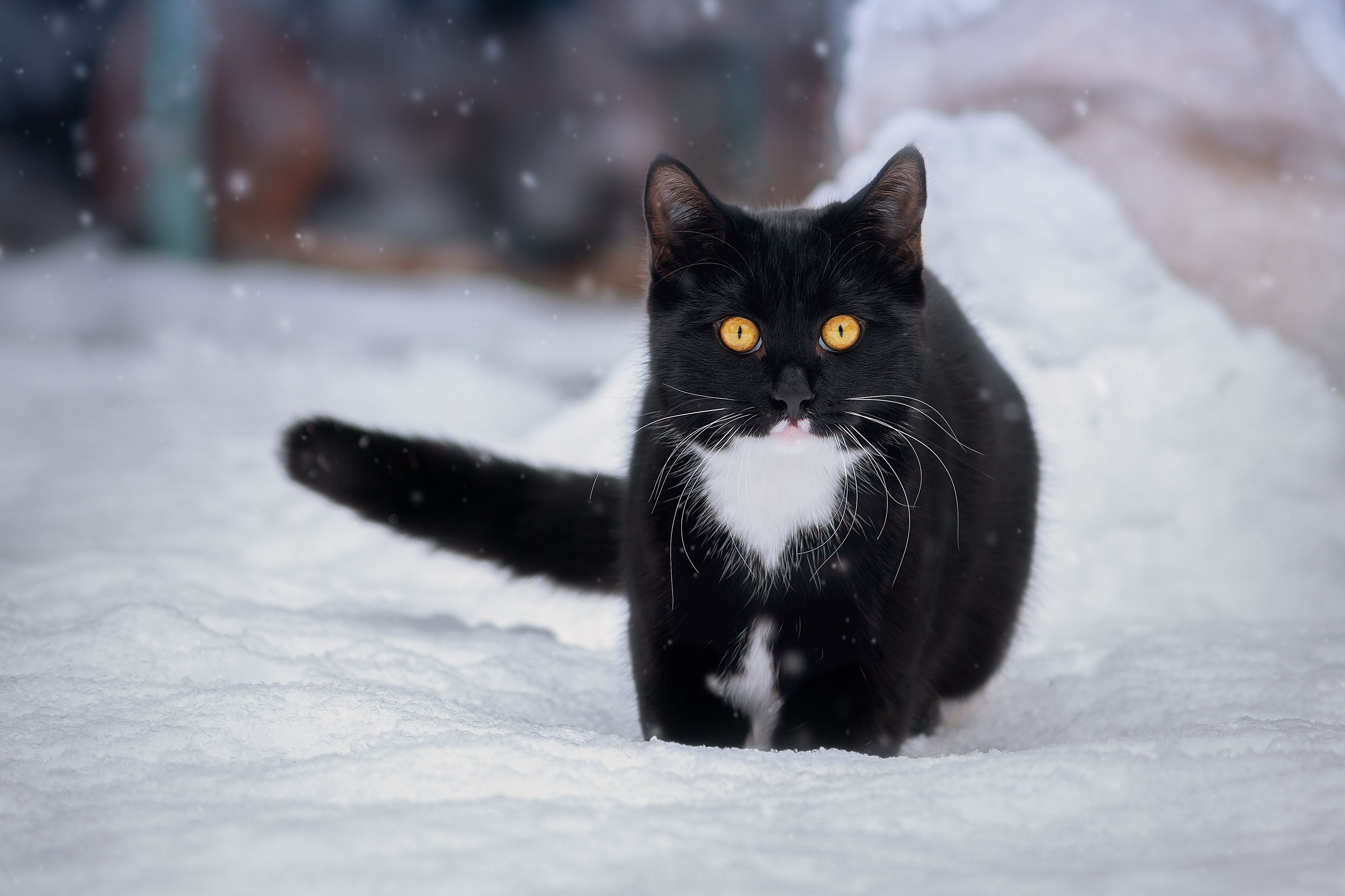 кот, чёрный, снег, зима, животные, свет, цвет, фон, глаза, Еремеев Дмитрий
