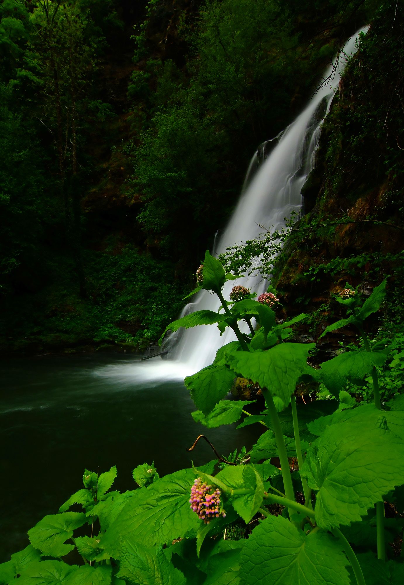 cascadas agua primavera agua flores naturaleza  Galicia-España, Blanco Emilio