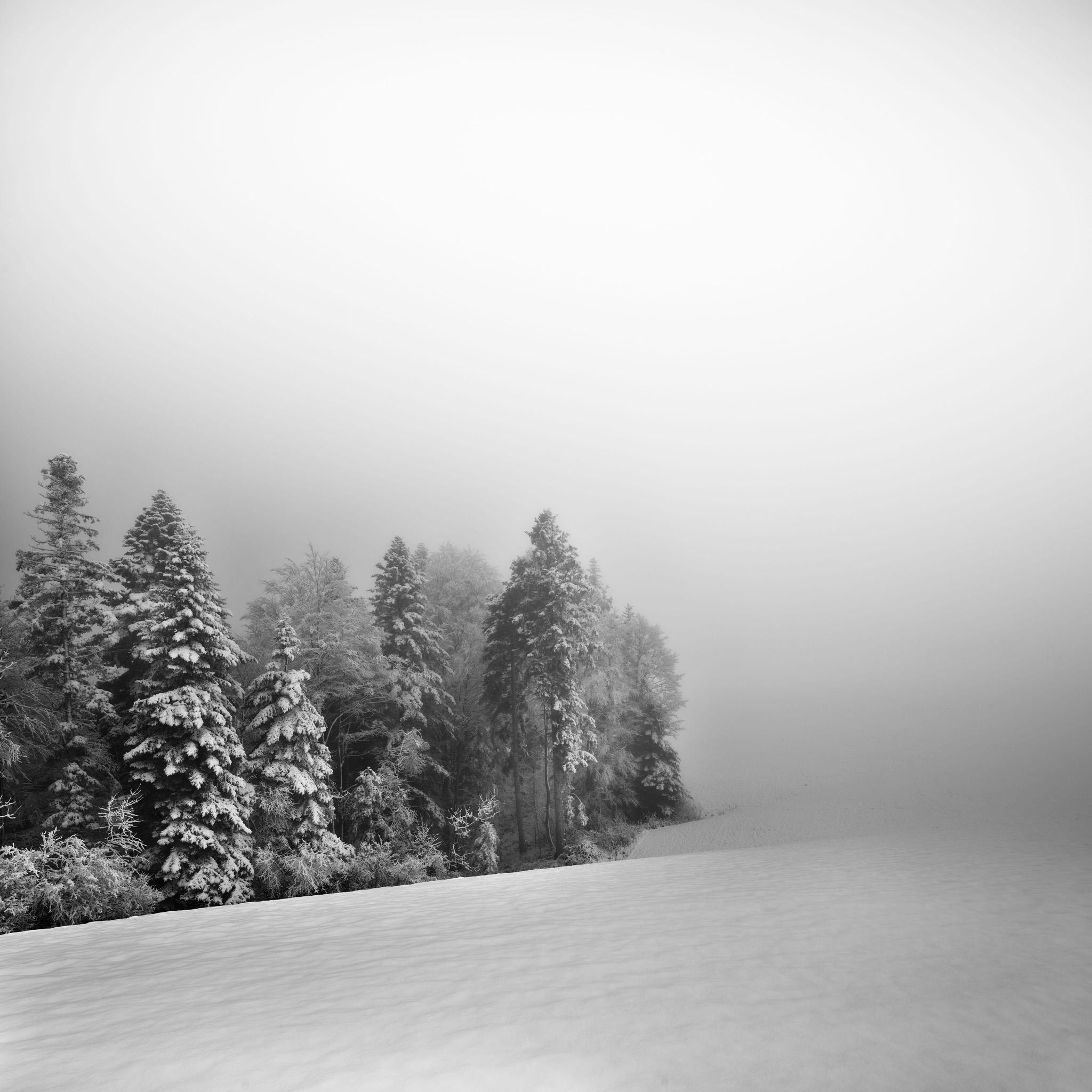 Landscape morning fog tree medium format winter snow phase one iq4 Switzerland , Felix Ostapenko