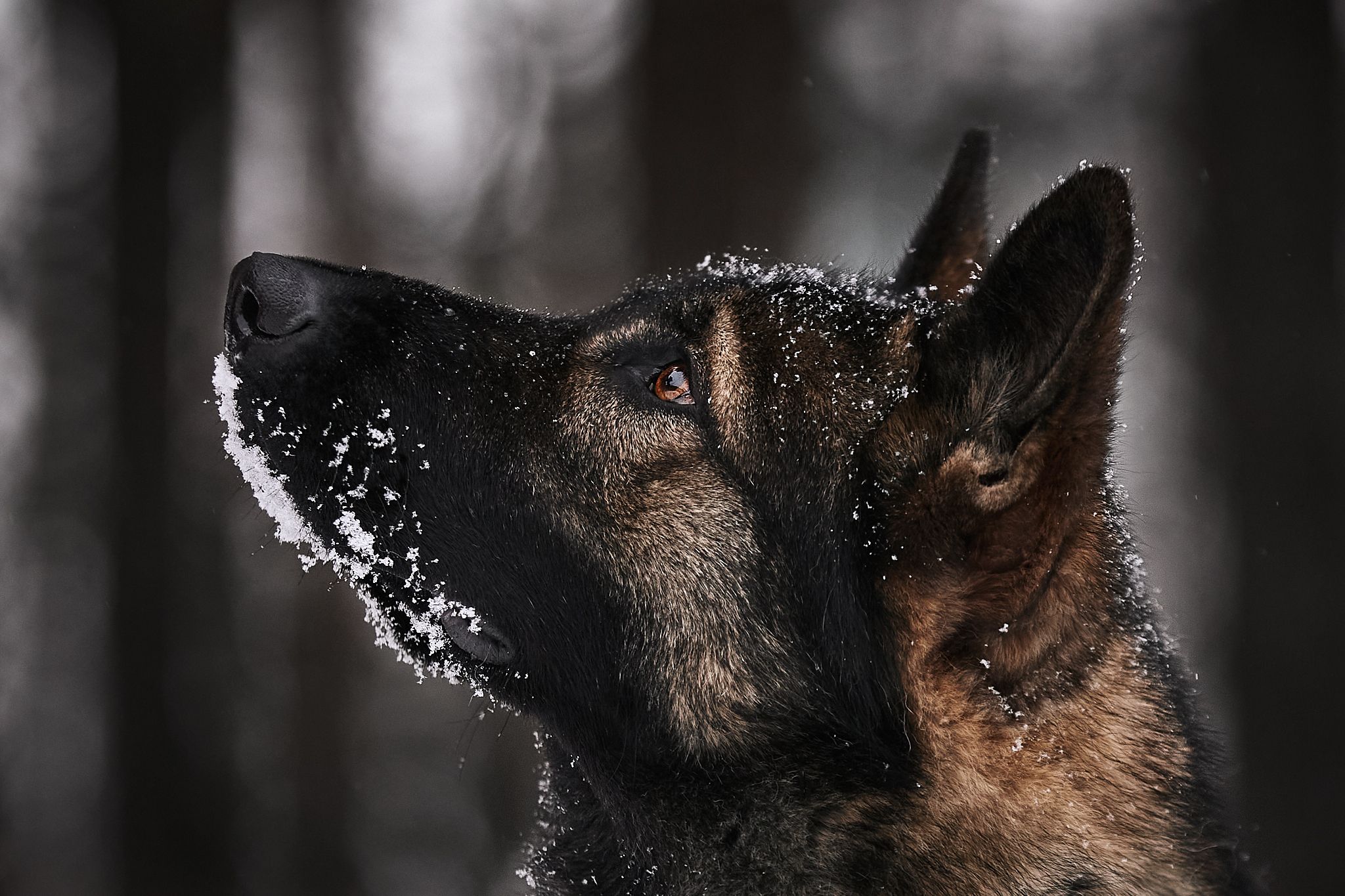 собака немецкаяовчарка овчарка животные лес снег зима, Вострецов Иван