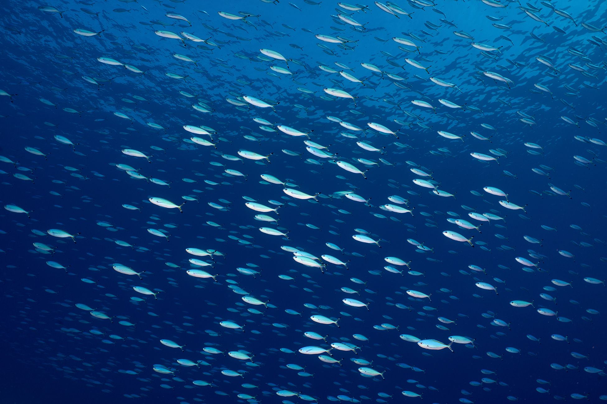 подводная фотосъемка, коралловый риф, рыбы, тропические рыбки, дайвинг, море, PAVEL PEREPECHAEV