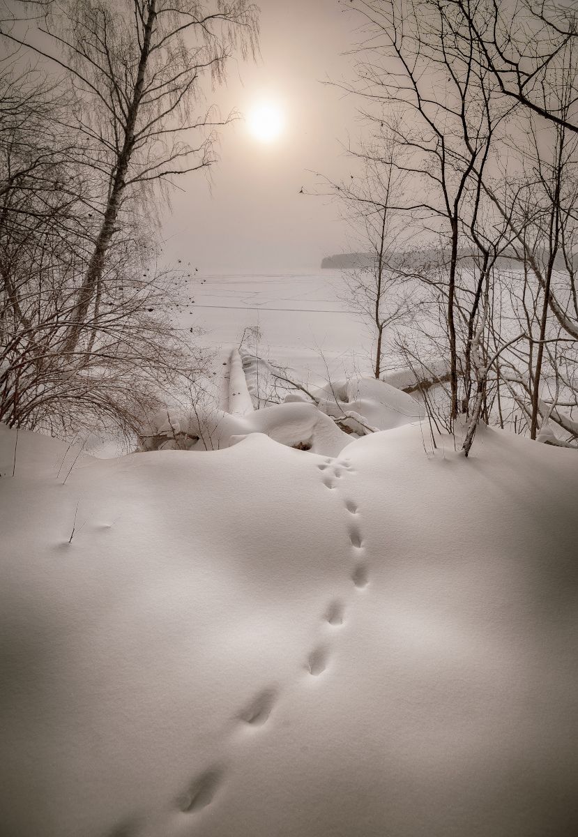 Снег, следы, зима, Сергей Аникин