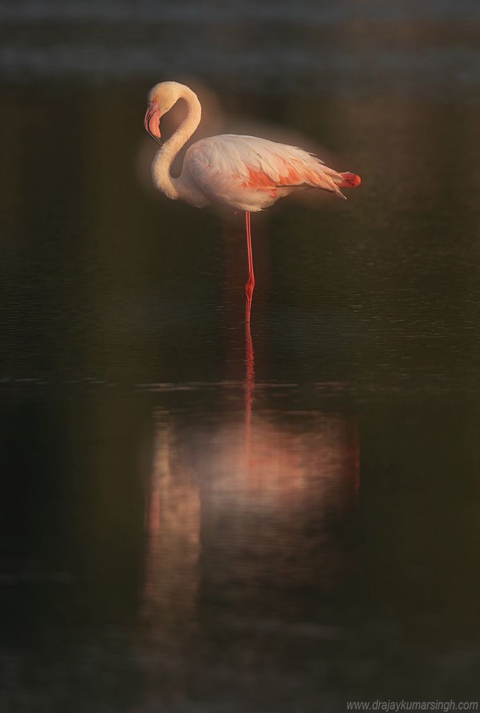 Greater Flamingos double exposure, Dr Ajay Kumar Singh