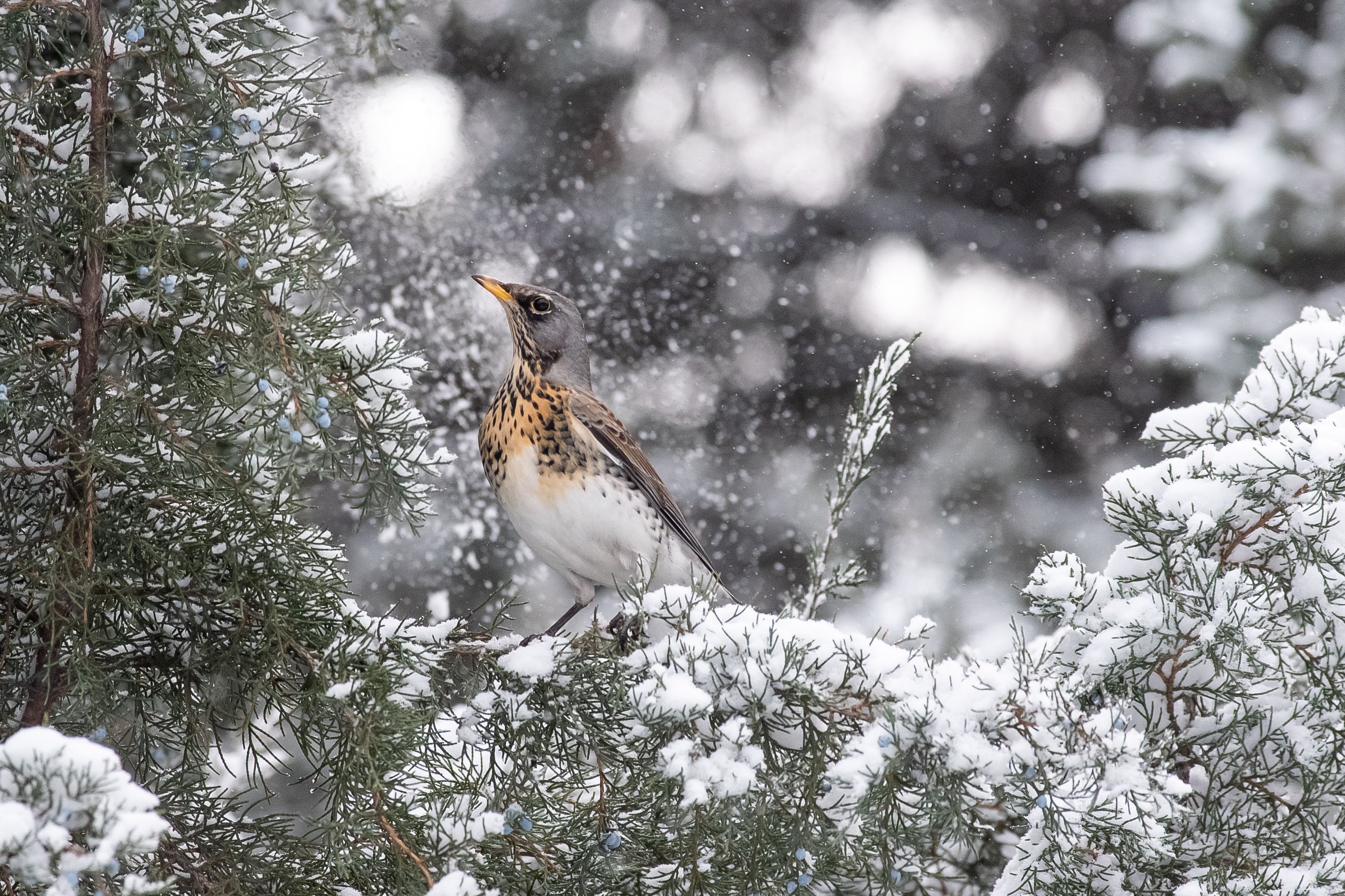 Turdus pilaris, bird, birds, birdswatching, volgograd, russia, wildlife, , Сторчилов Павел