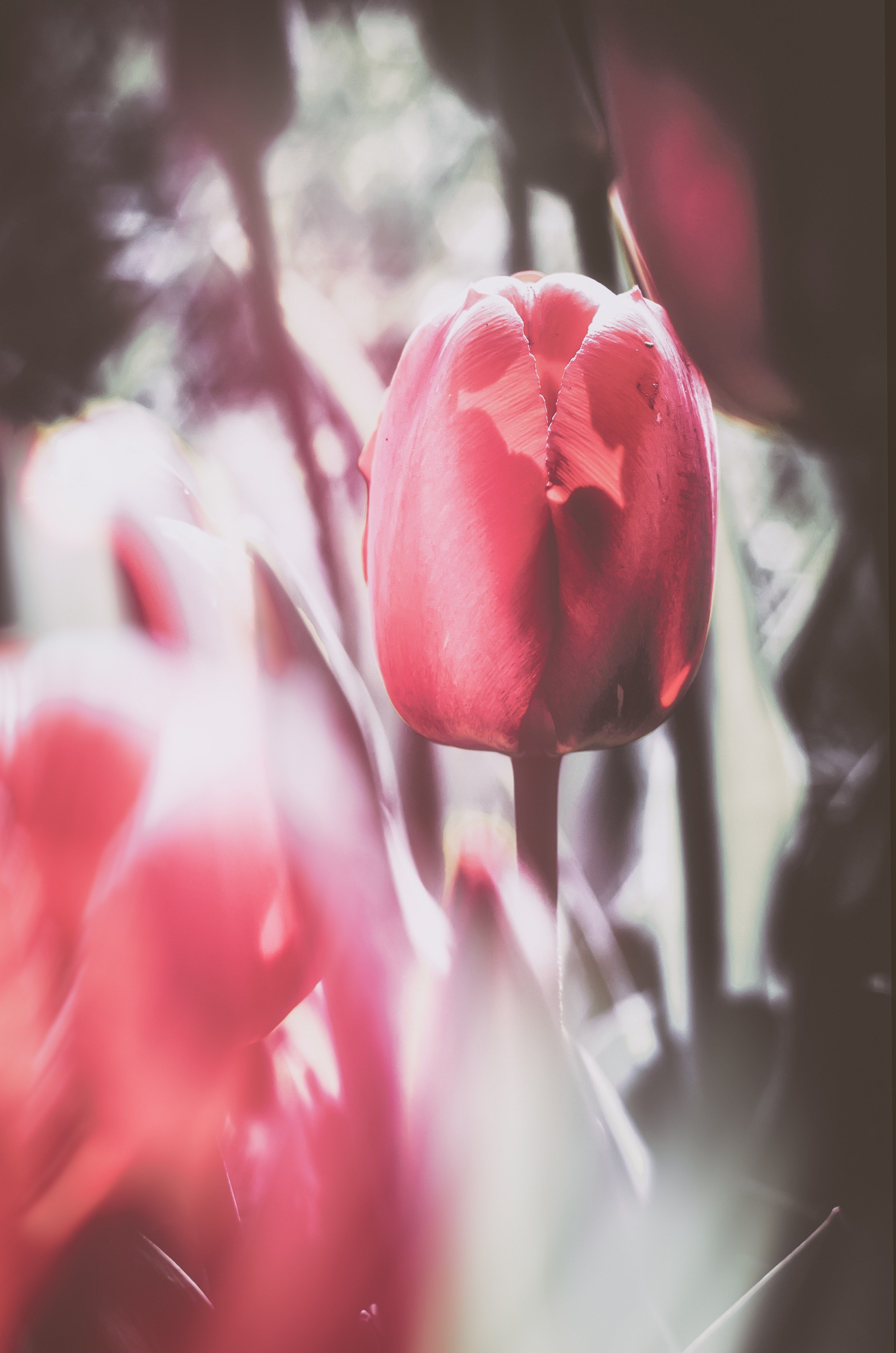 Тюльпан, цветы, растения, весна, Shadow Anna