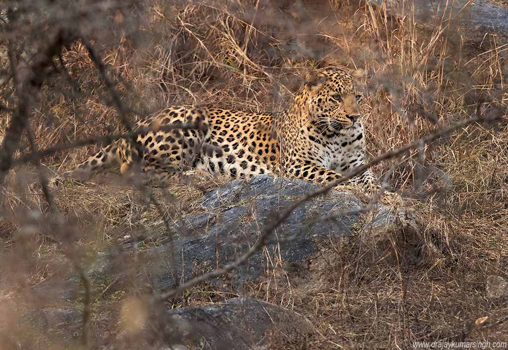 Leopard wildlife, Dr Ajay Kumar Singh