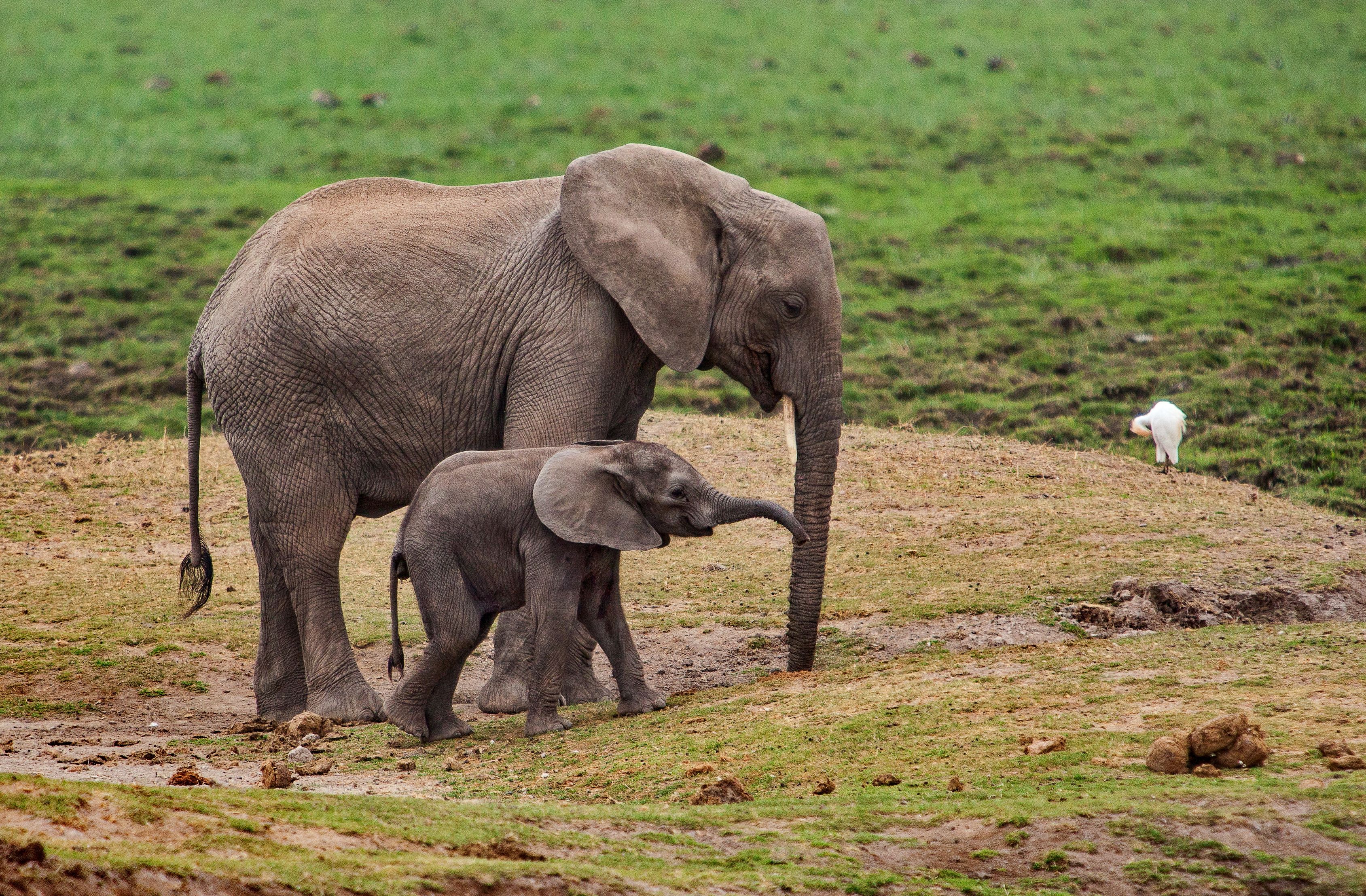 Kenya Elephant baby Amboseli, Lilia Tkachenko