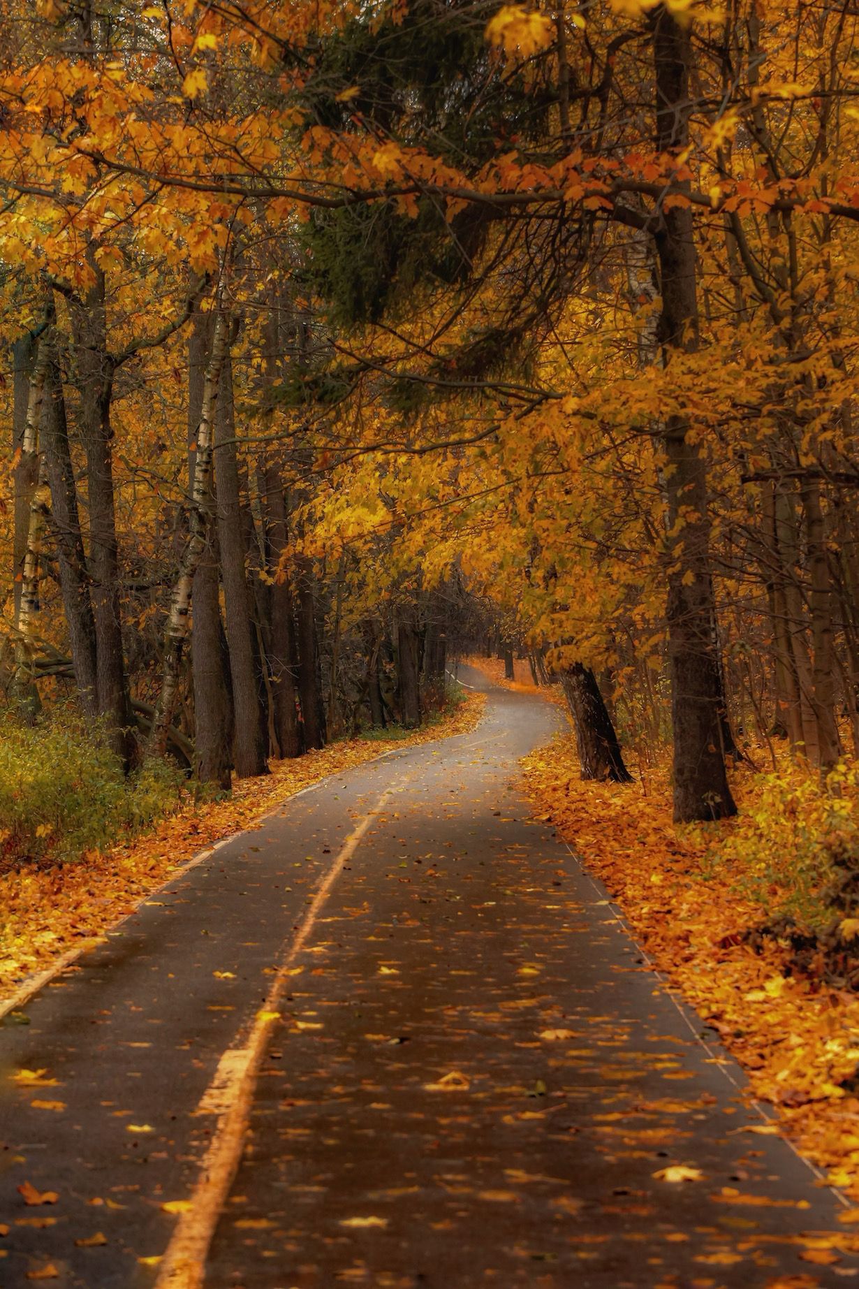 золотаяосень, осень, autumn, goldautumn, природа, nature, landscape, пейзаж, лес, forest, Julia Kaissa