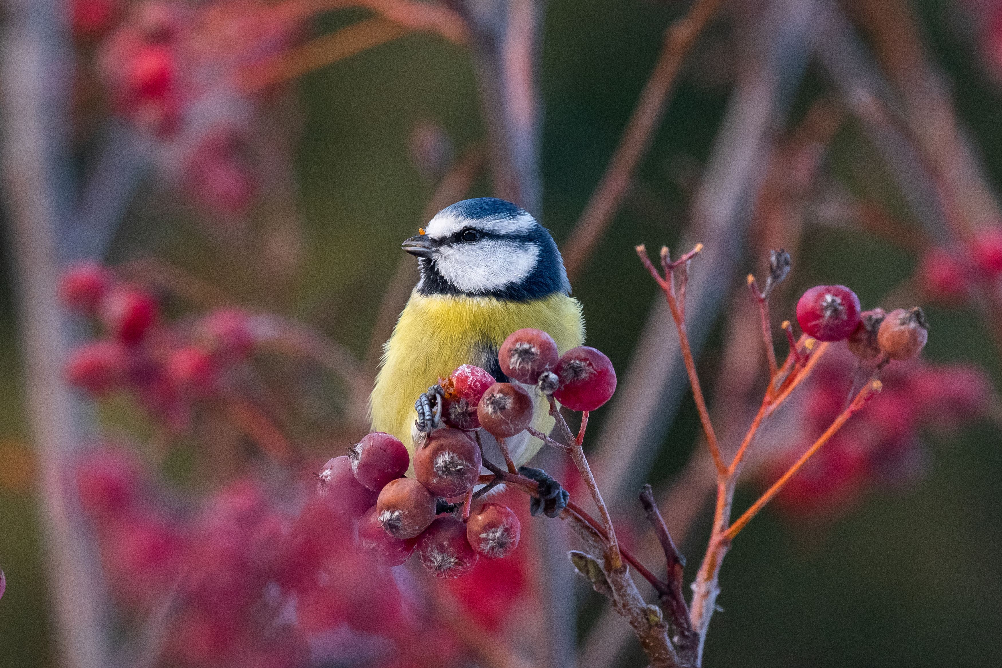 Cyanistes caeruleus, bird, birds, birdswatching, volgograd, russia, wildlife, , Сторчилов Павел