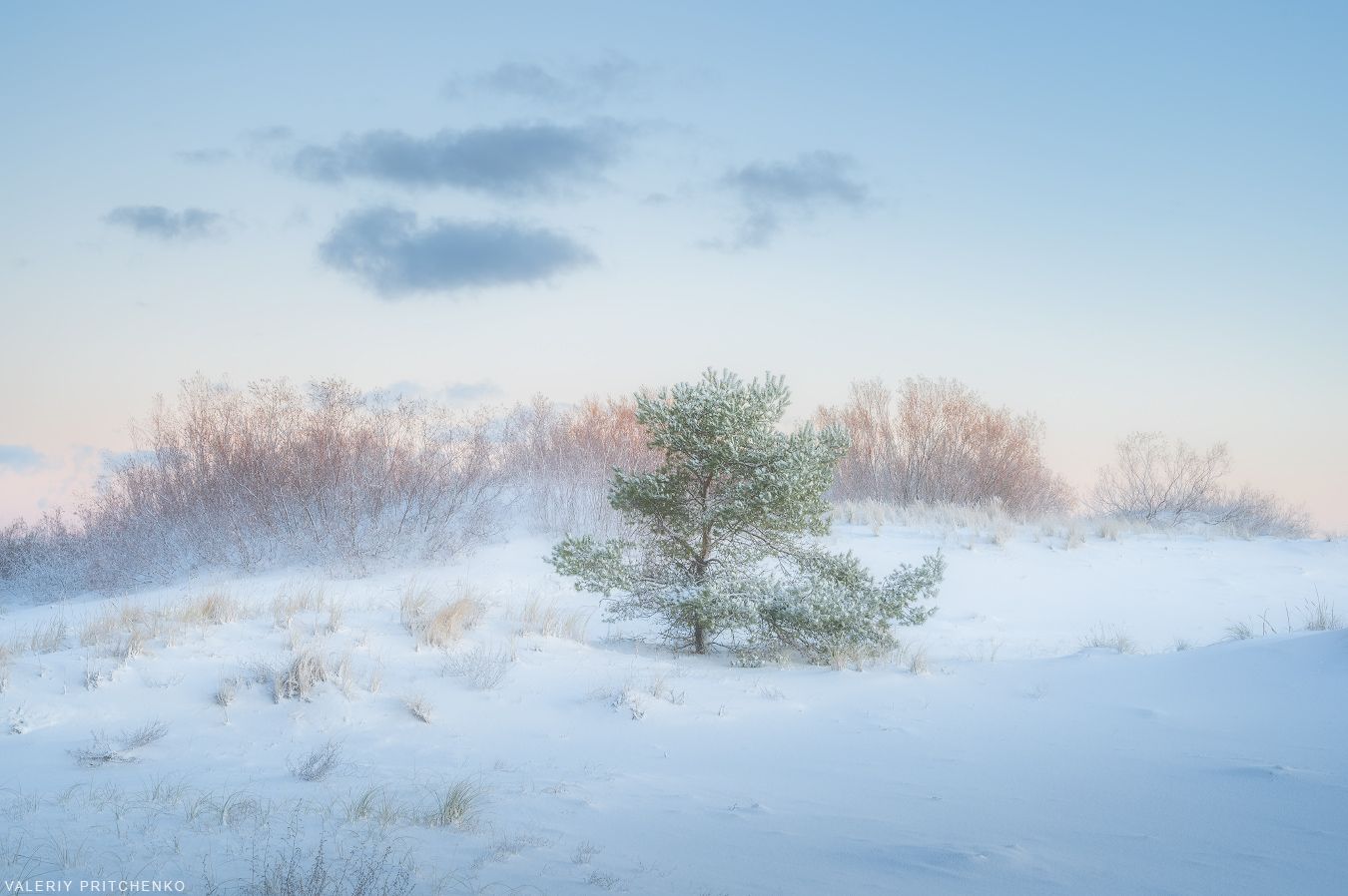 зима, пейзаж, природа, сосна, снег, утро, рассвет, landscape, winter, nature, morning, Валерий Притченко
