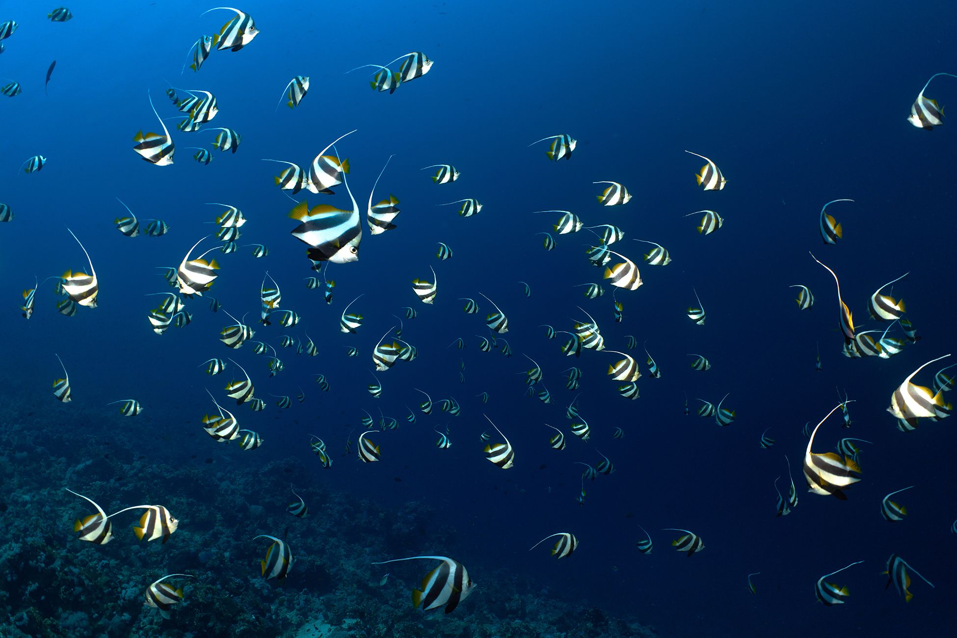 подводная фотосъемка, коралловый риф, рыбы, тропические рыбки, дайвинг, море, красное море, кабубы, PAVEL PEREPECHAEV
