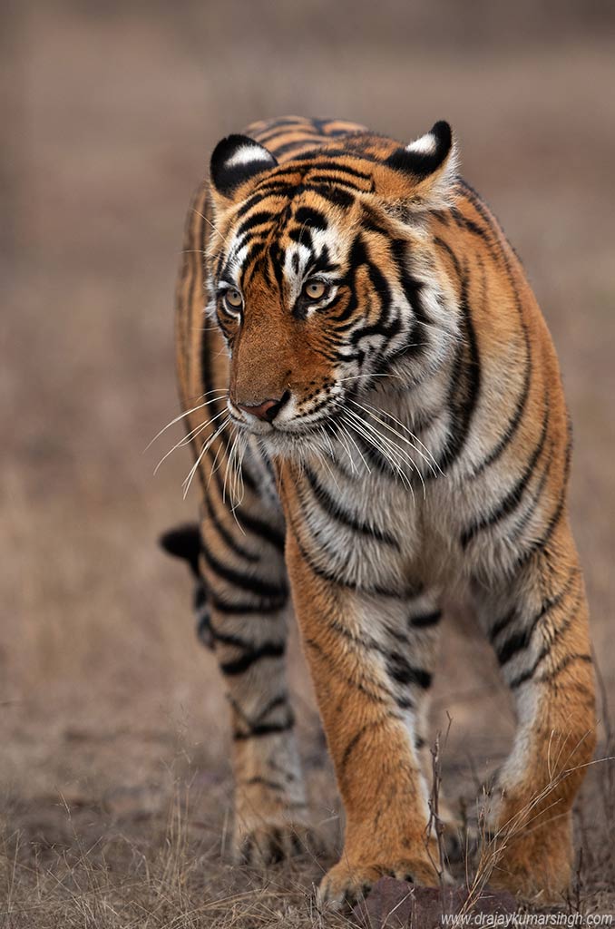 Tiger Ranthambore , Dr Ajay Kumar Singh
