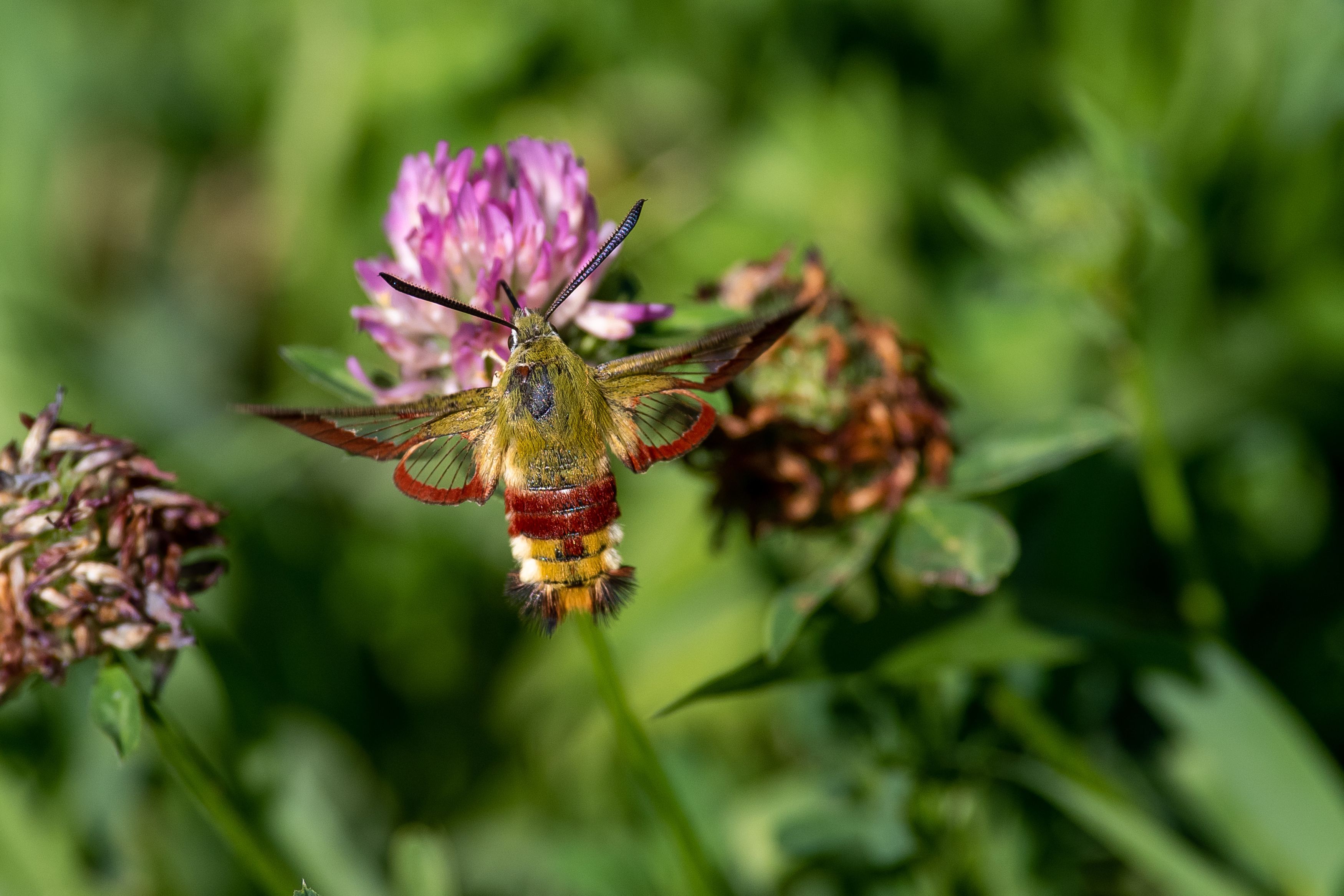 Hemaris fuciformis, macro, macro photo, volgograd, russia, buttefly, , Сторчилов Павел