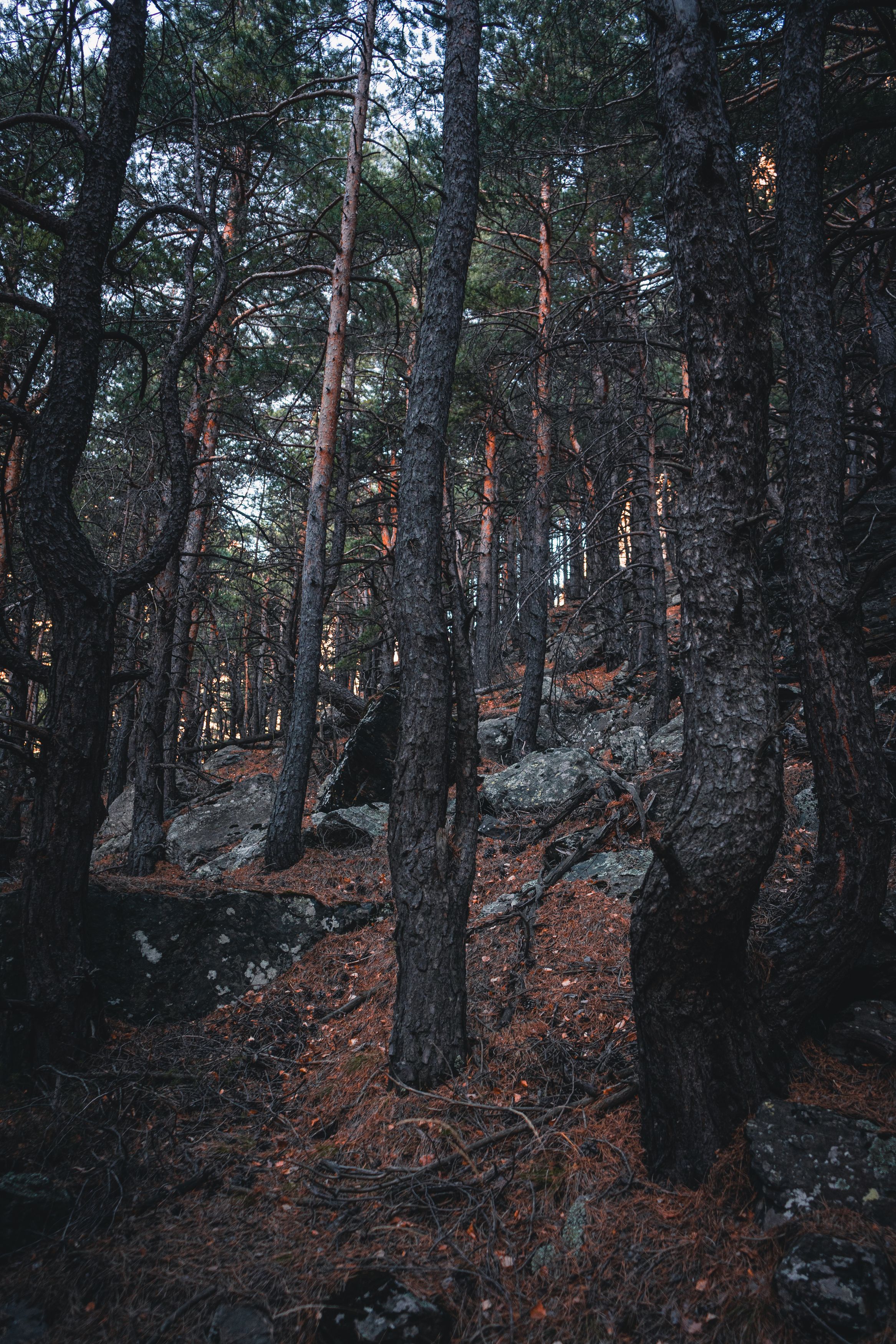 лес, горы, сосны, хвойный лес, осетия, Sarmat Batagov