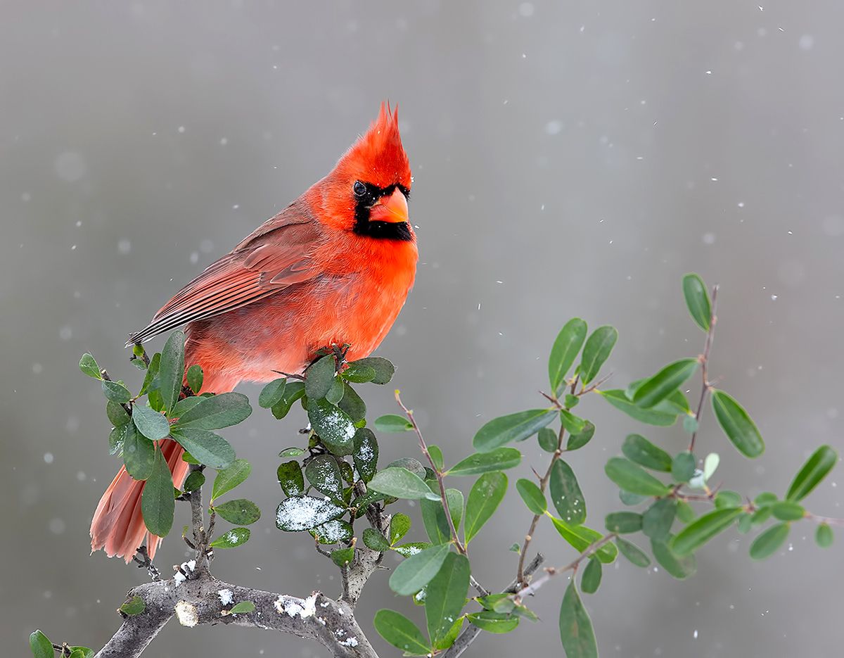 красный кардинал, northern cardinal, cardinal,кардинал, птицы на снегу, зима, Etkind Elizabeth