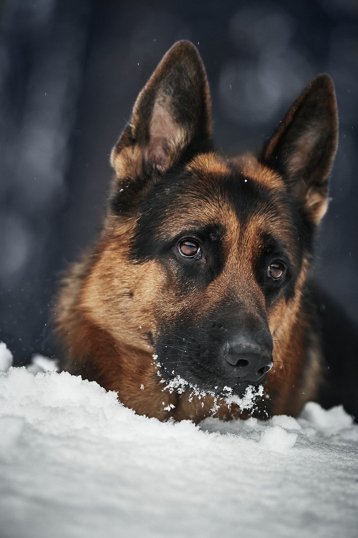 собака пес немецкаяовчарка овчарка животные снег зима снежинка , Вострецов Иван