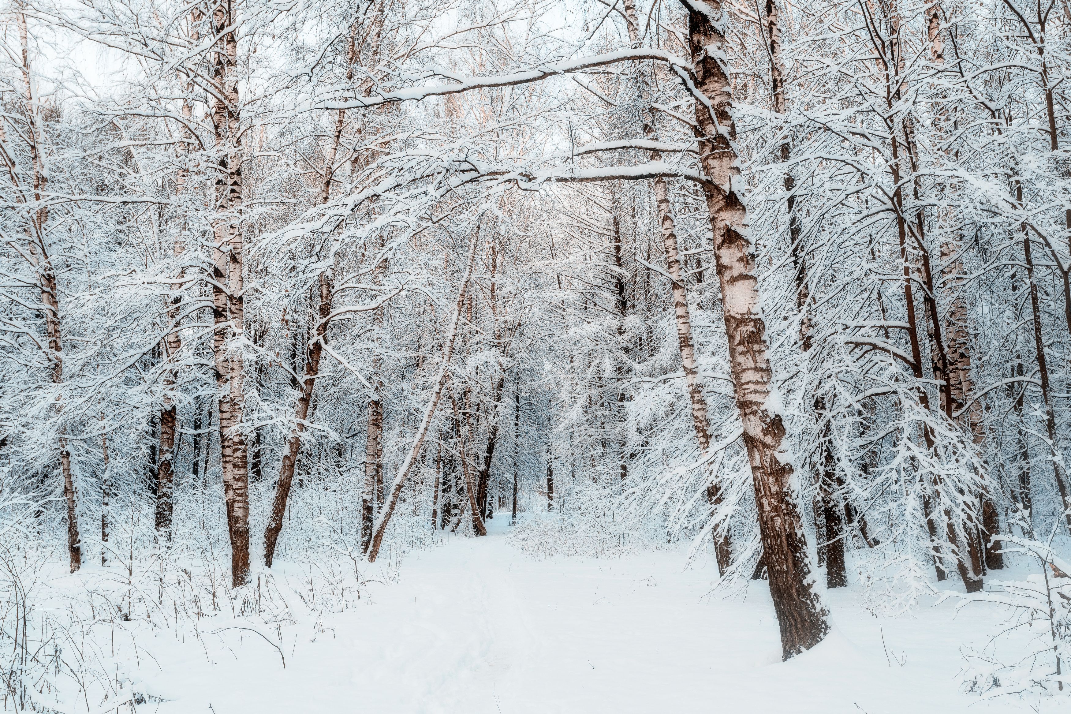 зима, снег, снежный лес, березы, природа, лес, пейзаж, Мартыненко Дмитрий