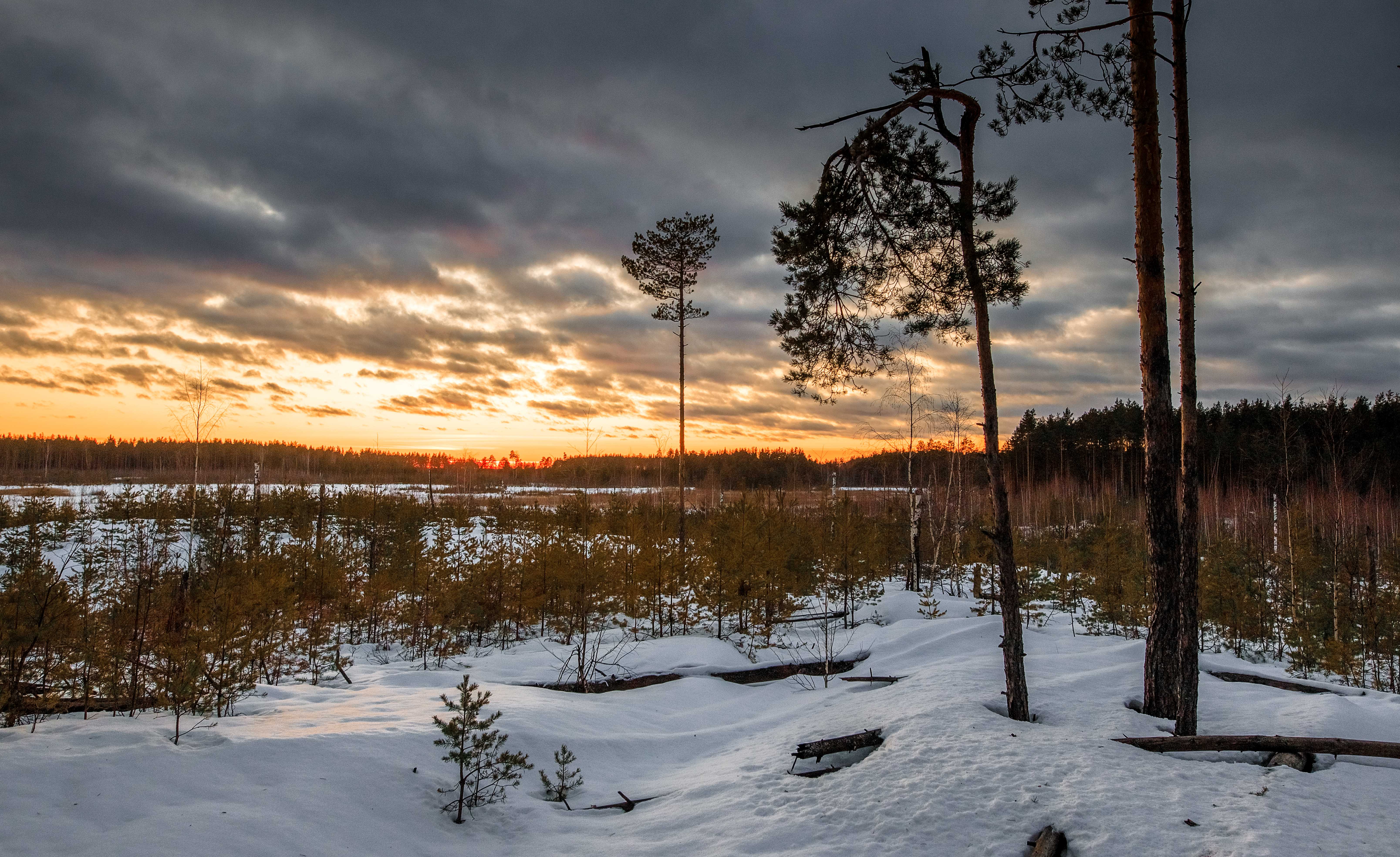 пейзаж, зима, лес, снег, landscape, winter, forest, snow, закат, sunset, Владимир Васильев