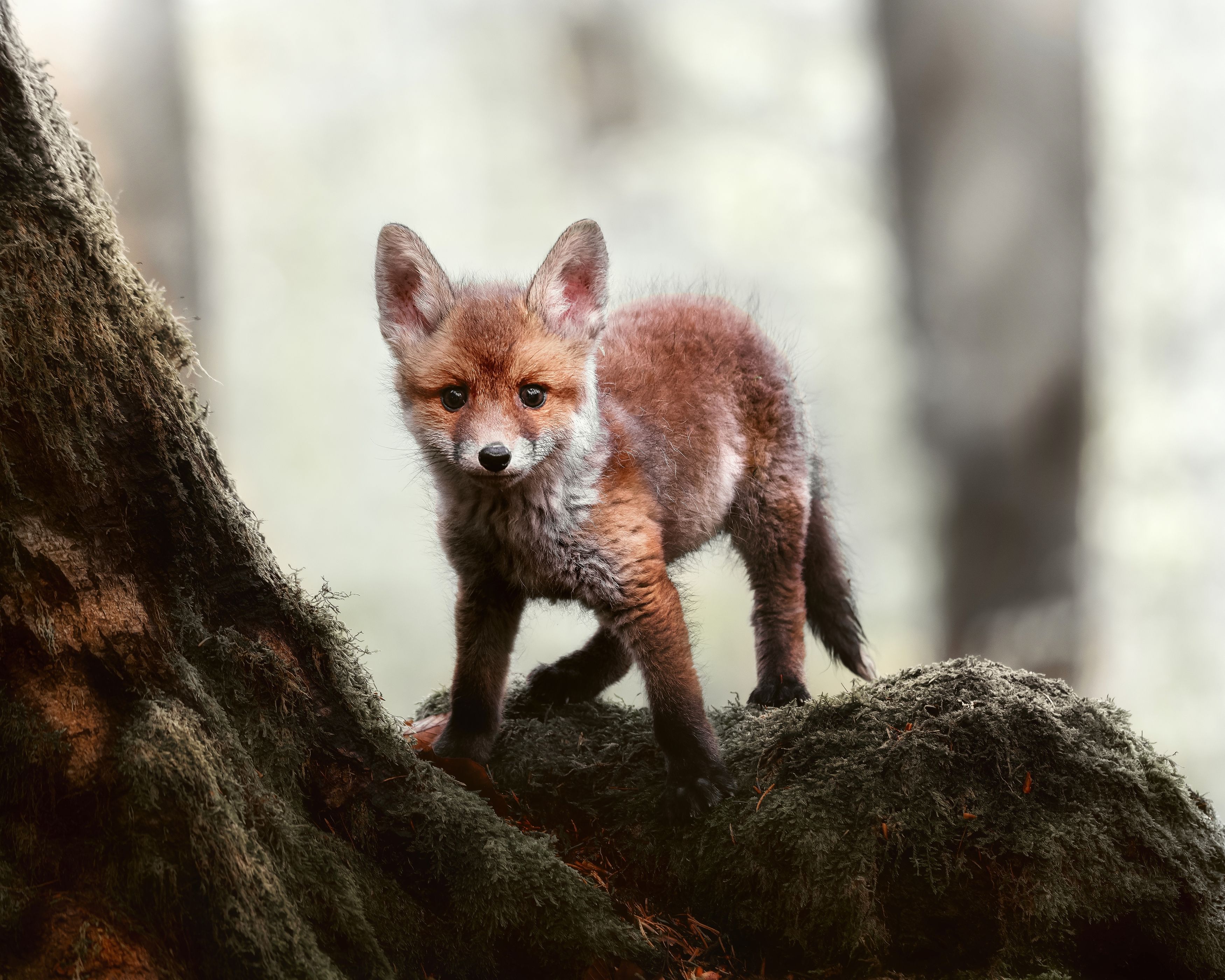 red fox, fox, mammal, forest, Michaela Firešová
