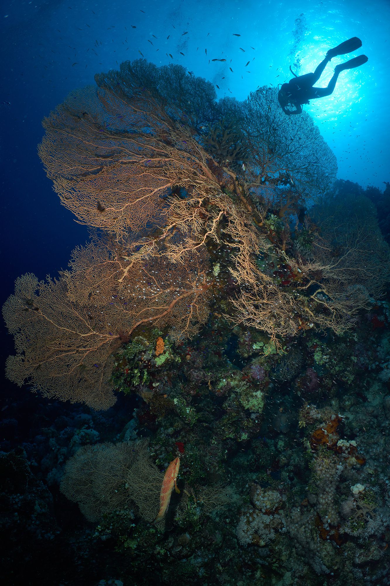 подводная фотосъемка, коралловый риф, рыбы, тропические рыбки, дайвинг, море, горгонария, PAVEL PEREPECHAEV