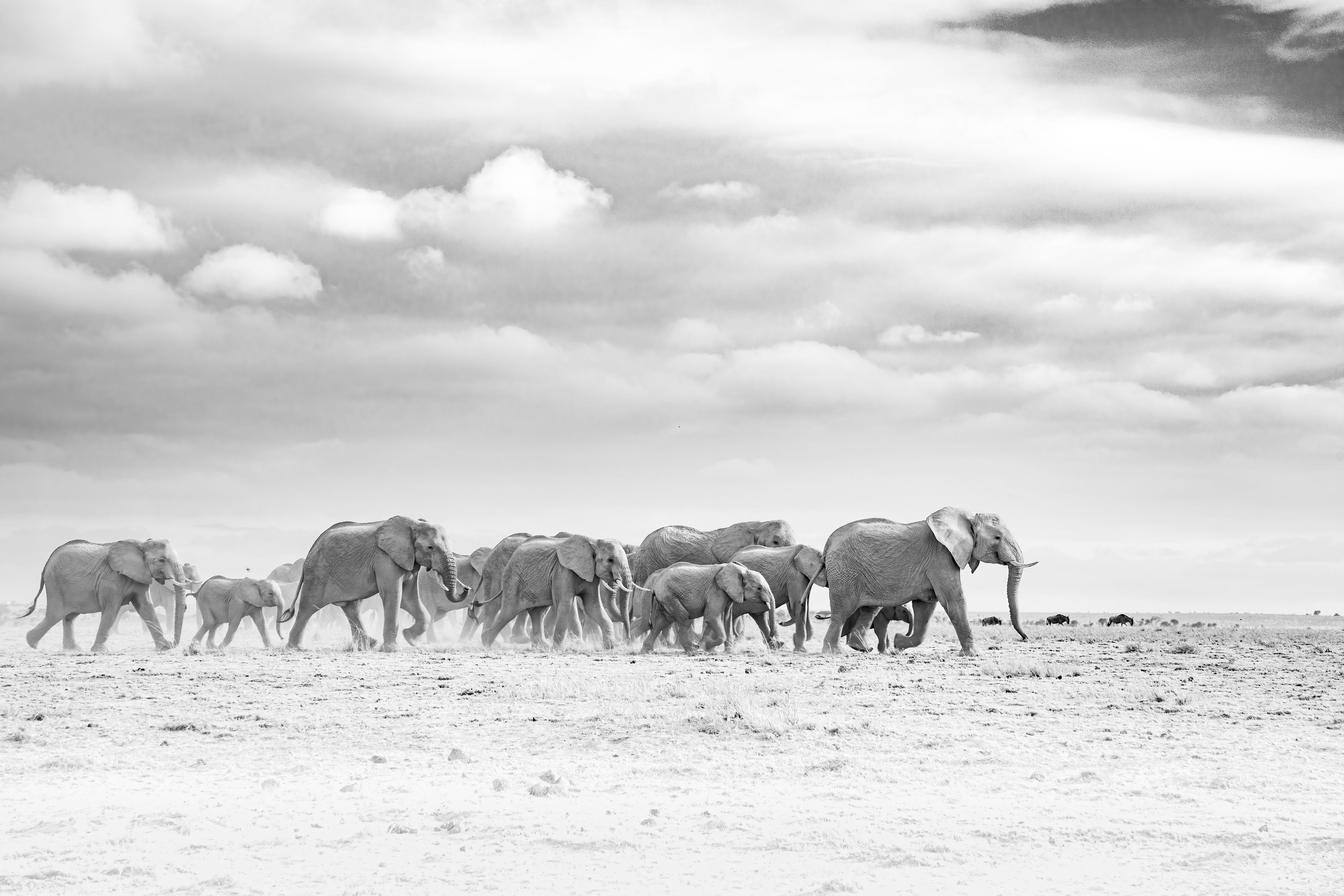 elephants, wildlife, endangered, amboseli, kenya, Subi Sridharan