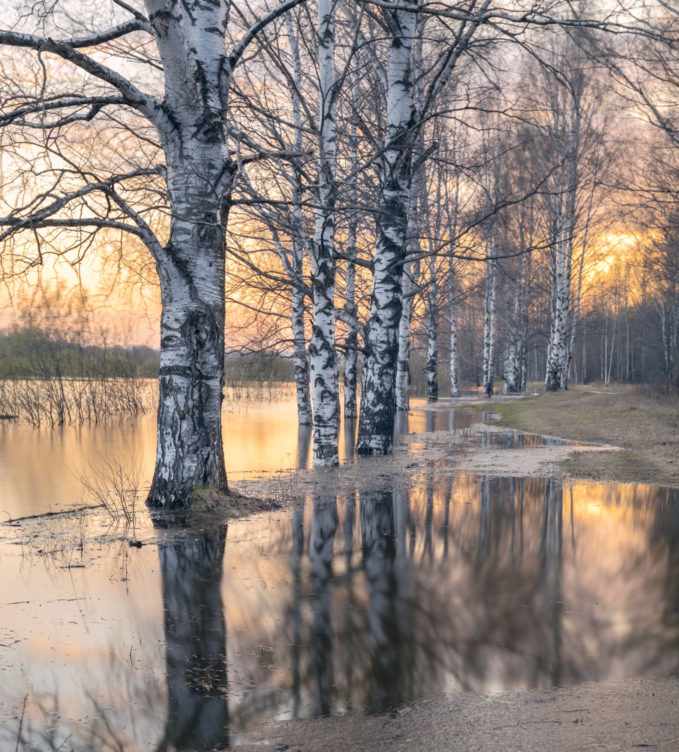 половодье вода разлив весна береза закат, Сергей Буторин