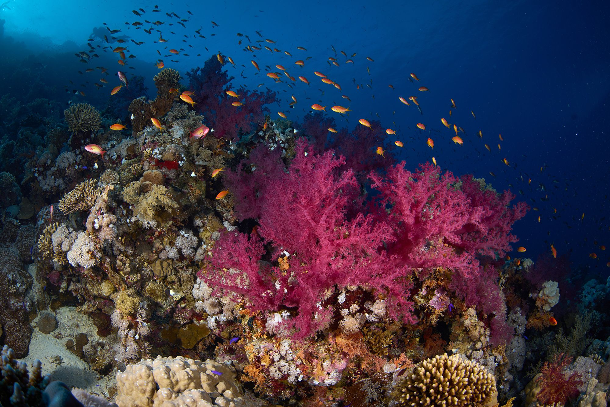 подводная фотосъемка, коралловый риф, рыбы, тропические рыбки, дайвинг, море, коралл, PAVEL PEREPECHAEV