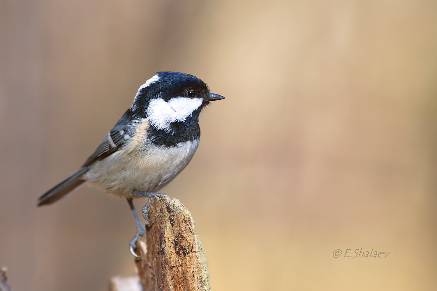 Birds, Coal Tit, Periparus ater, Московка, Птица, Птицы, Синица, Фотоохота, Евгений