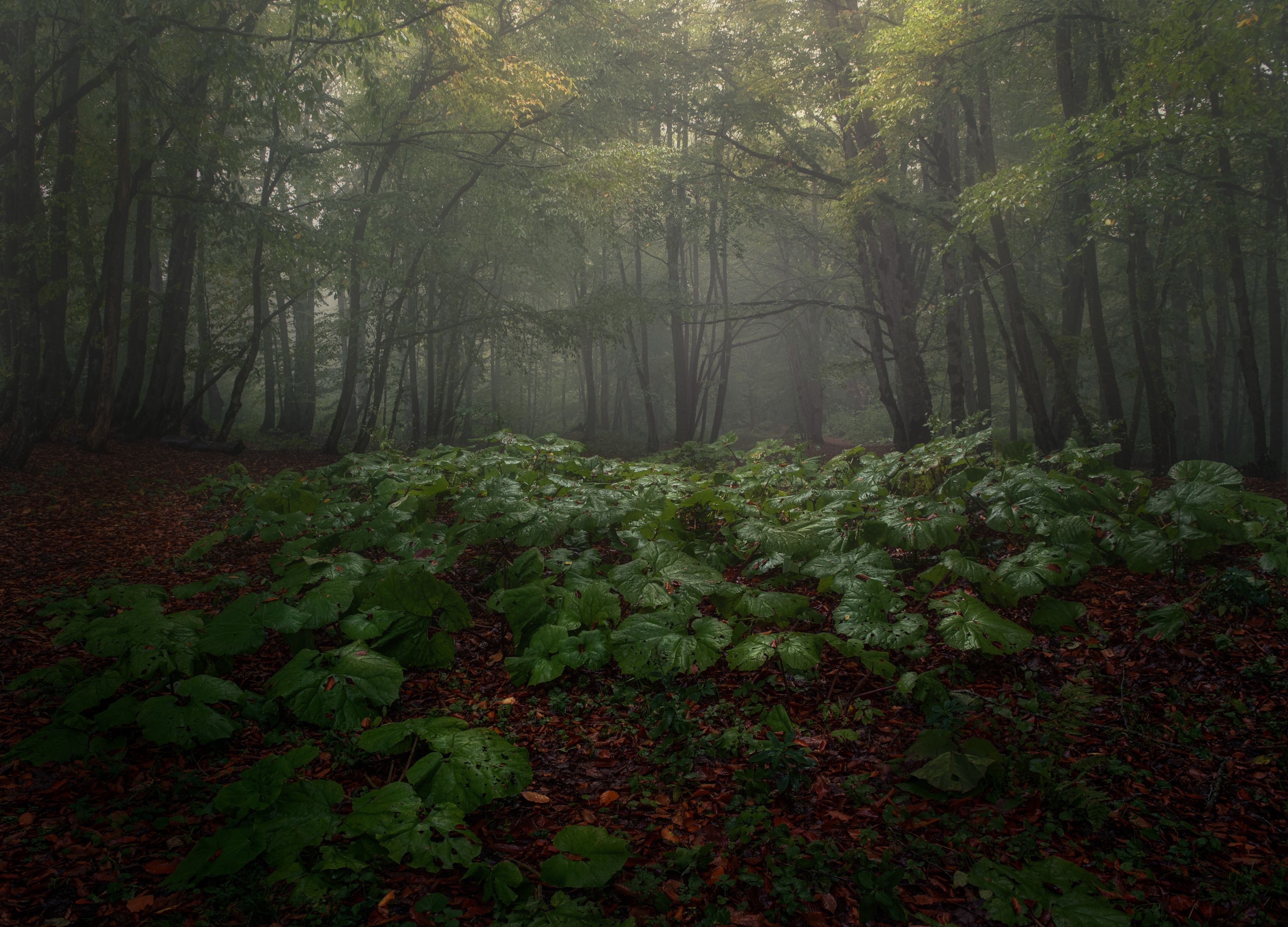 nature, forest, fog, mist, landscape, fall, Helen Vasilieva