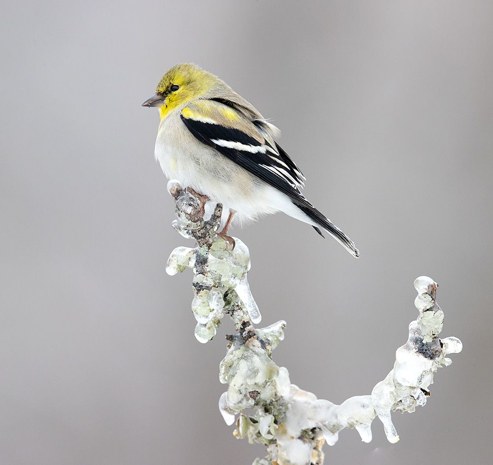 american goldfinch, американский чиж, чиж, cнег, зима, Etkind Elizabeth