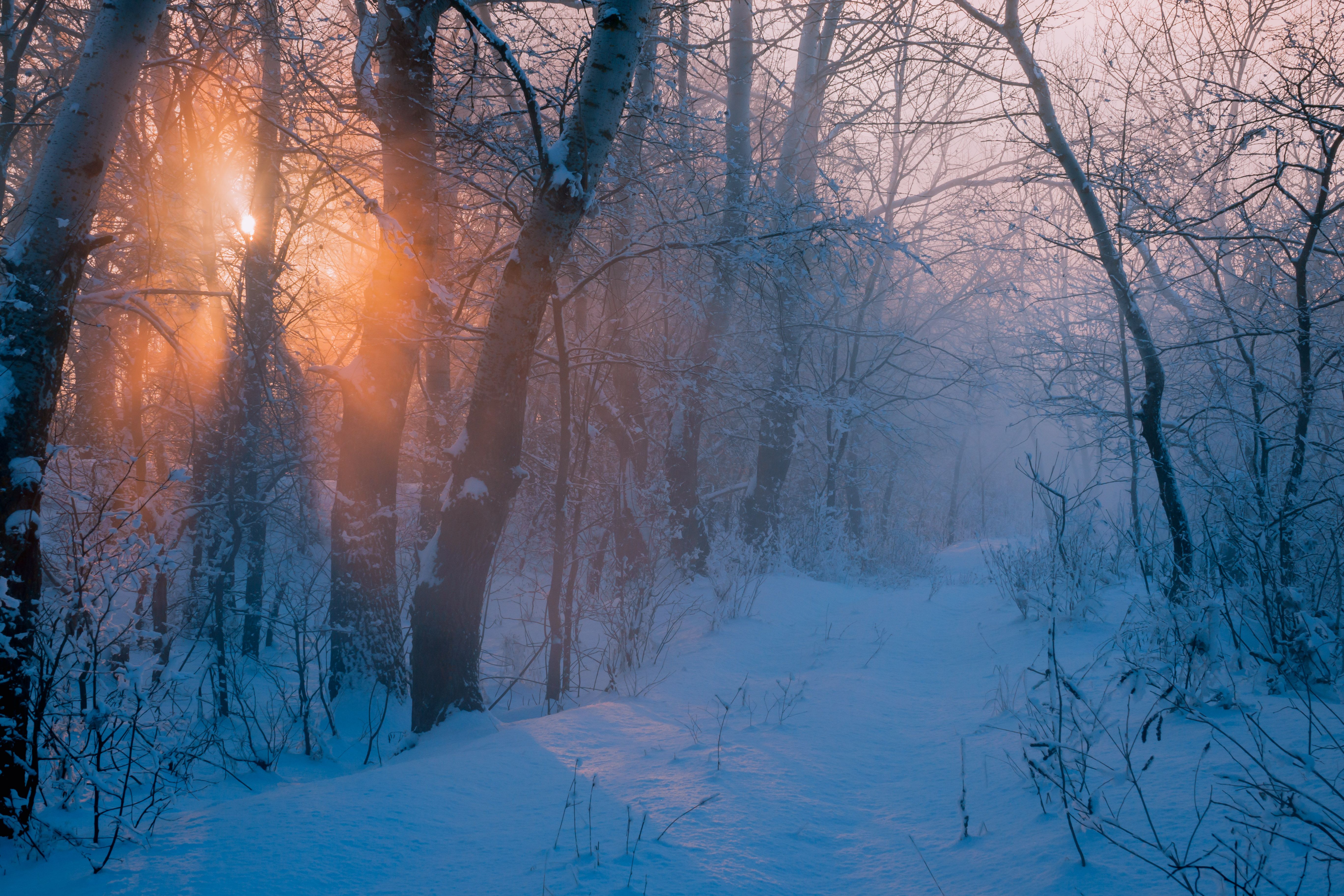 зима, снег, туман, ростовская область, Константин Шишкалов