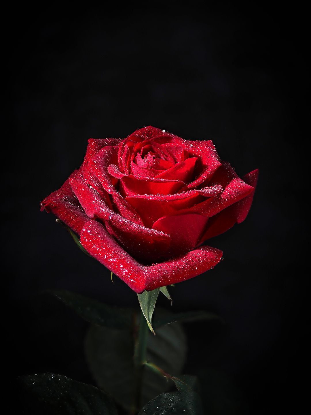 Rose Drops капли роза макро macro, Сергей Калёв